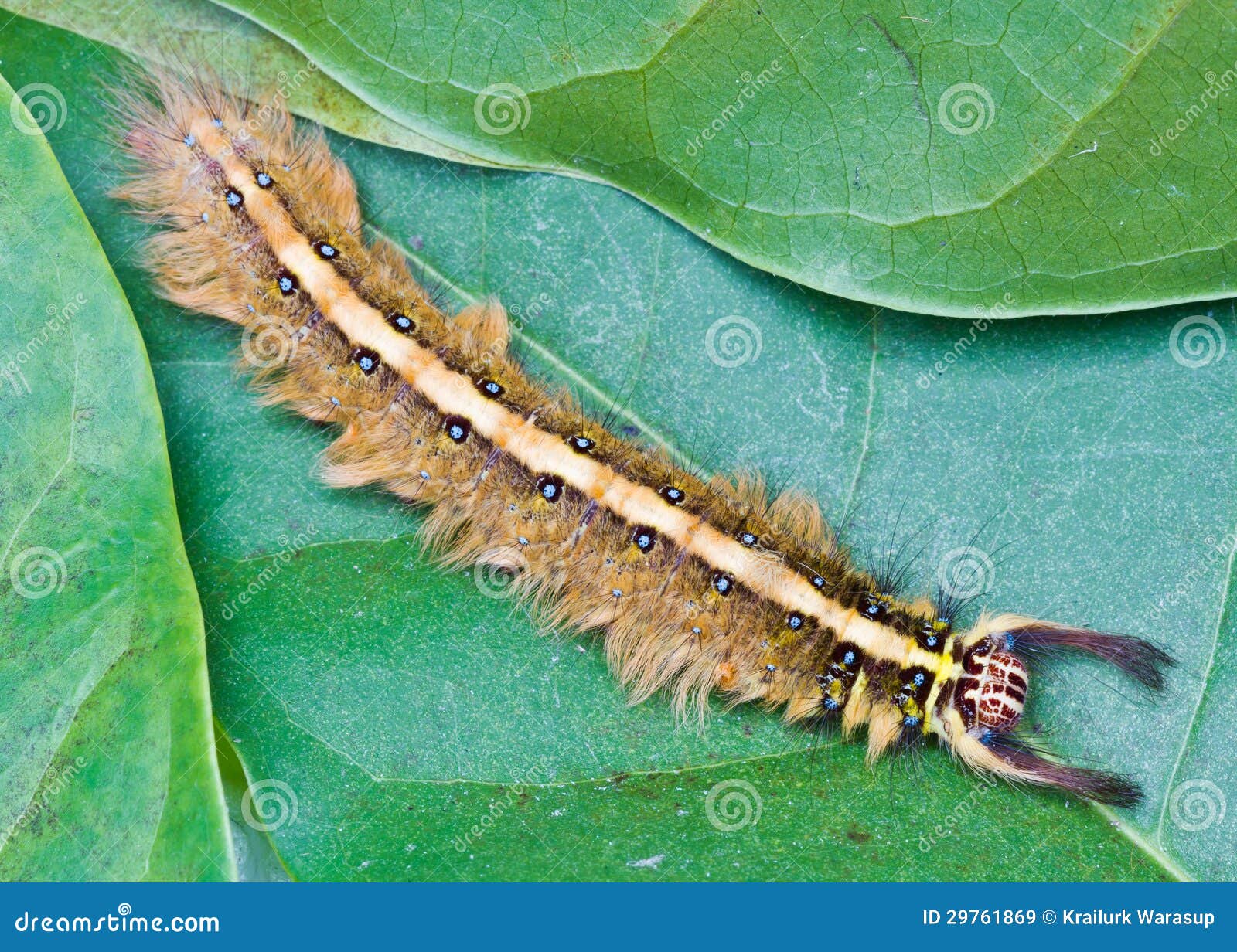 Brown Caterpillar stock image. Image of insect, nature 29761869