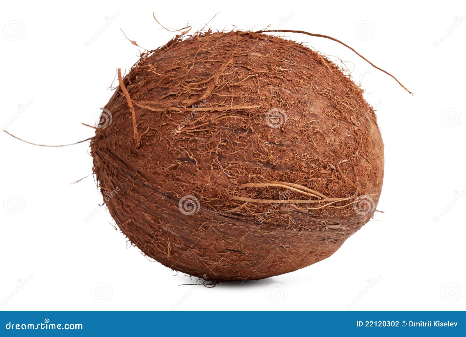 The Hairy Brown Ripe Coconut Stock Photo Image of color, shell 22120302