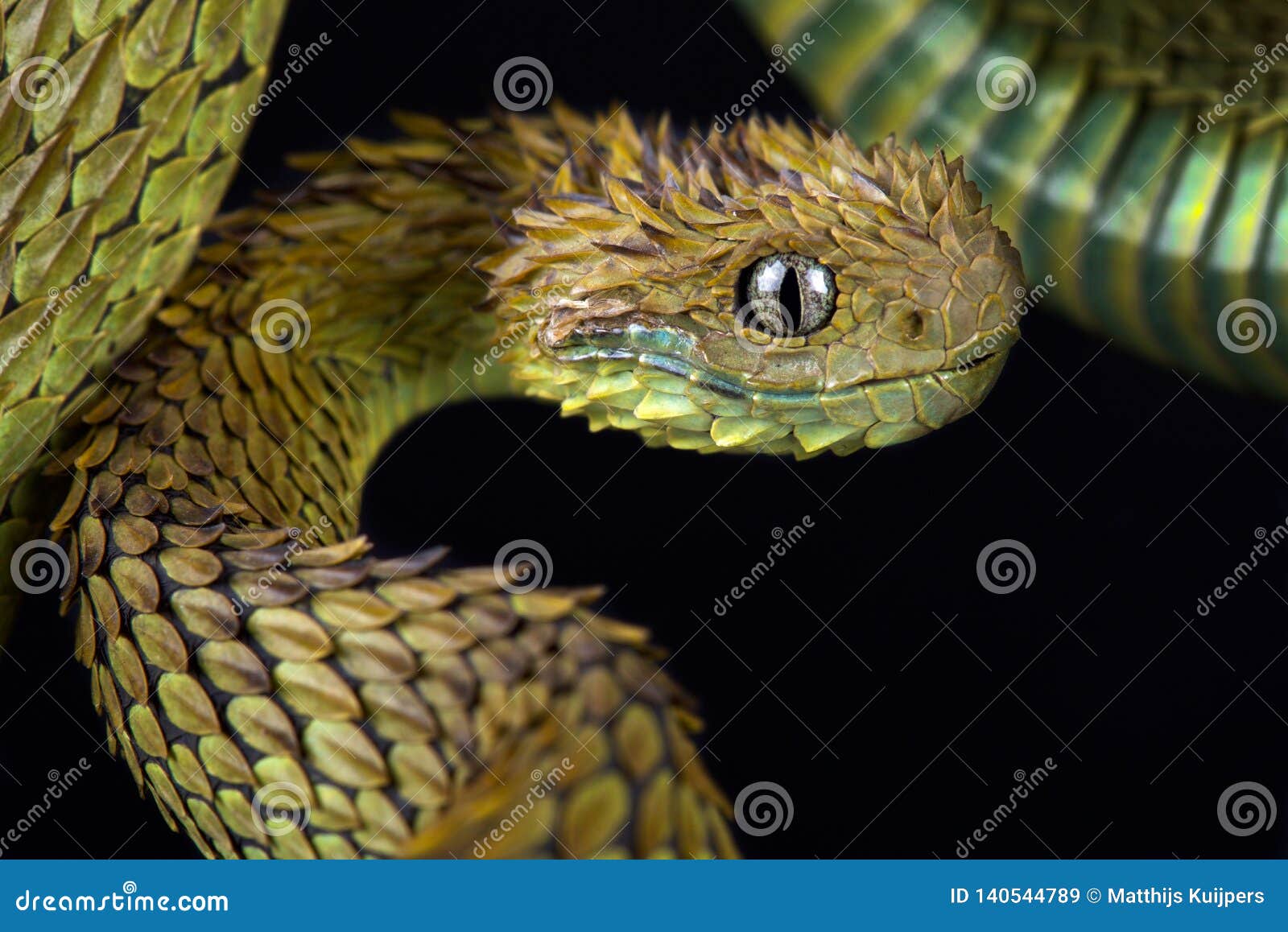 Close-up of a Hairy Bush Viper (Atheris hispida) - Venomous Snake