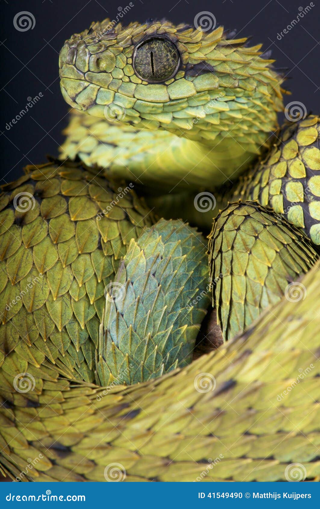 Stock photo of Hairy Bush Viper (Atheris hispida), captive from