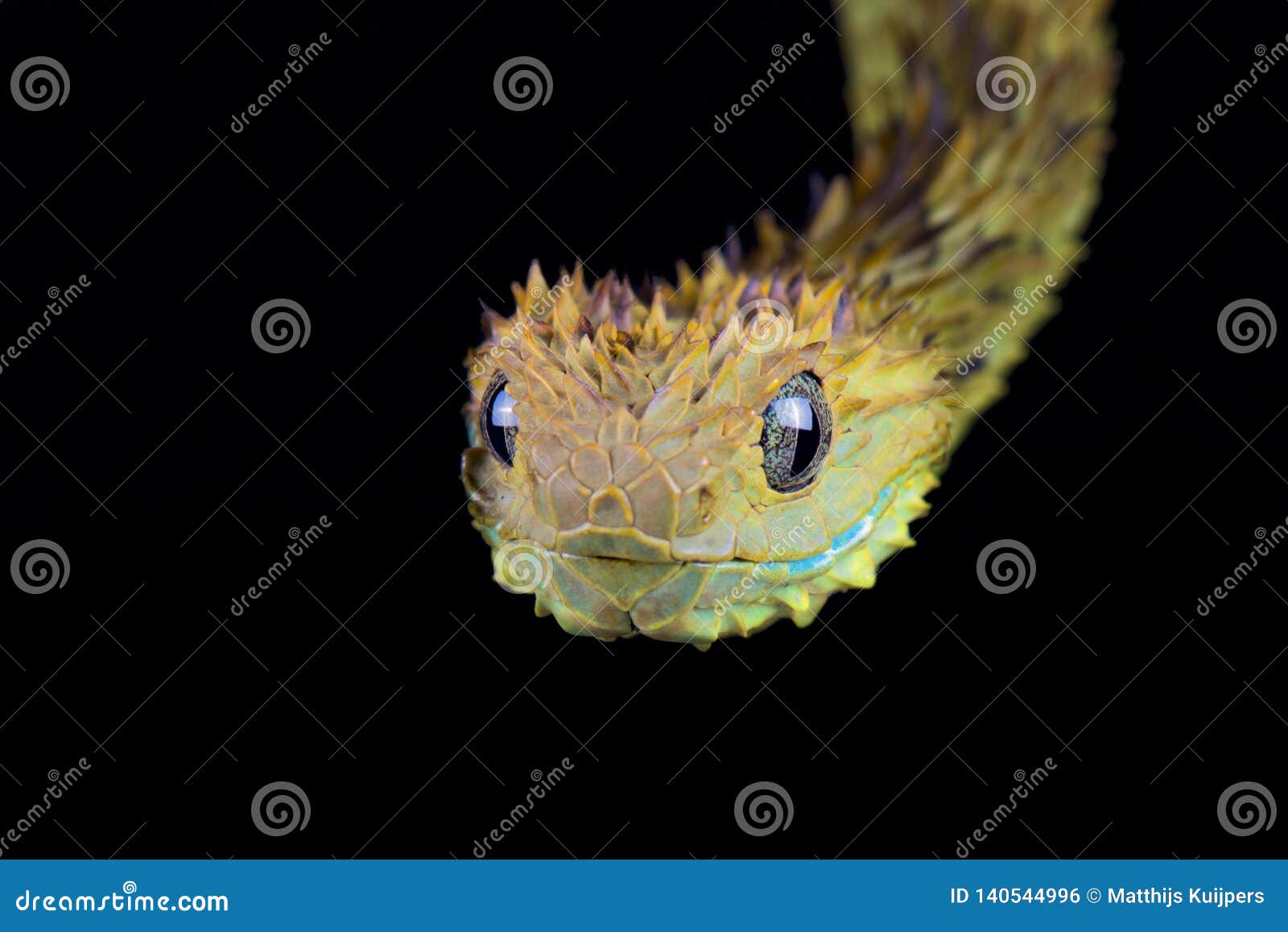 CalPhotos: Atheris hispida; Bristly Bush Viper