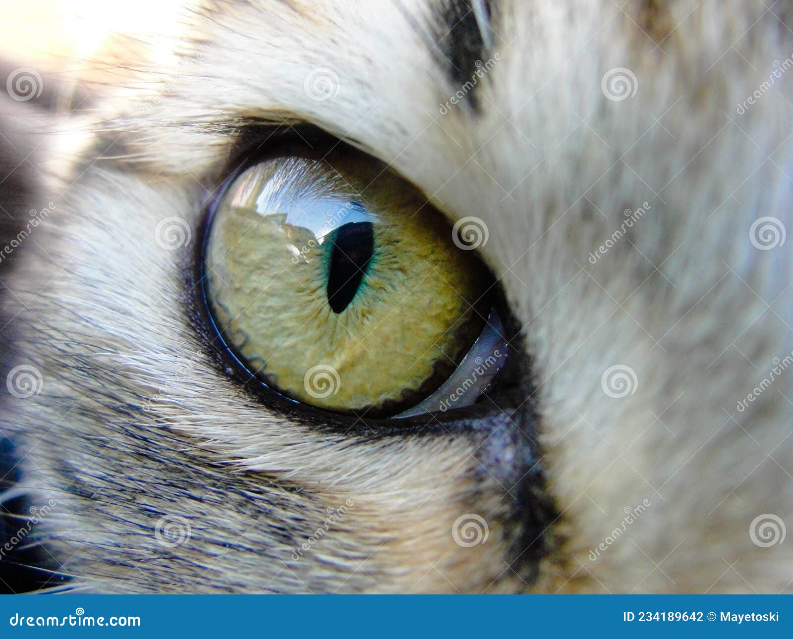 hairy cat close up on eye