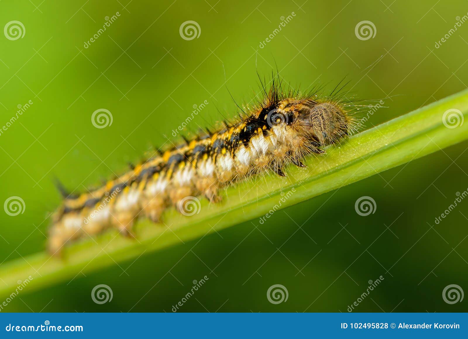 Butterfly Silkworm Cocoon Silk Worm Three Stages RoyaltyFree Stock