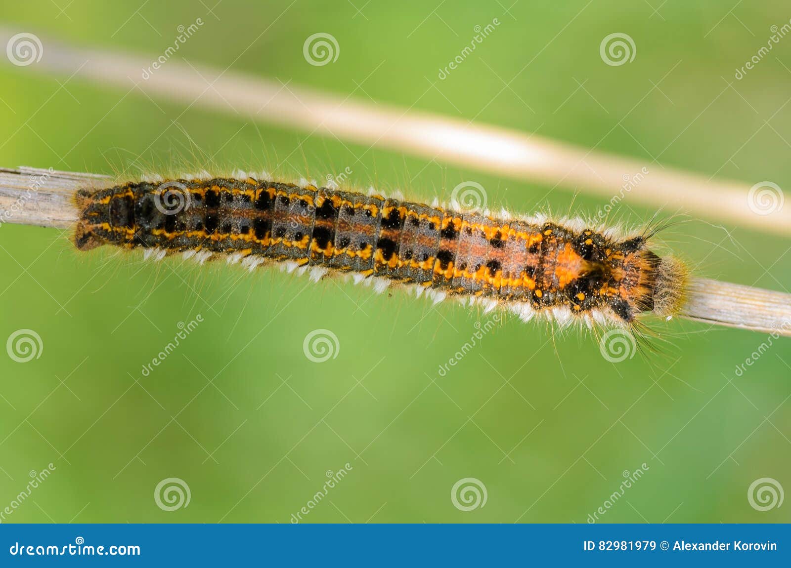 Hairy Caterpillar of Butterfly Silkworm Stock Image Image of