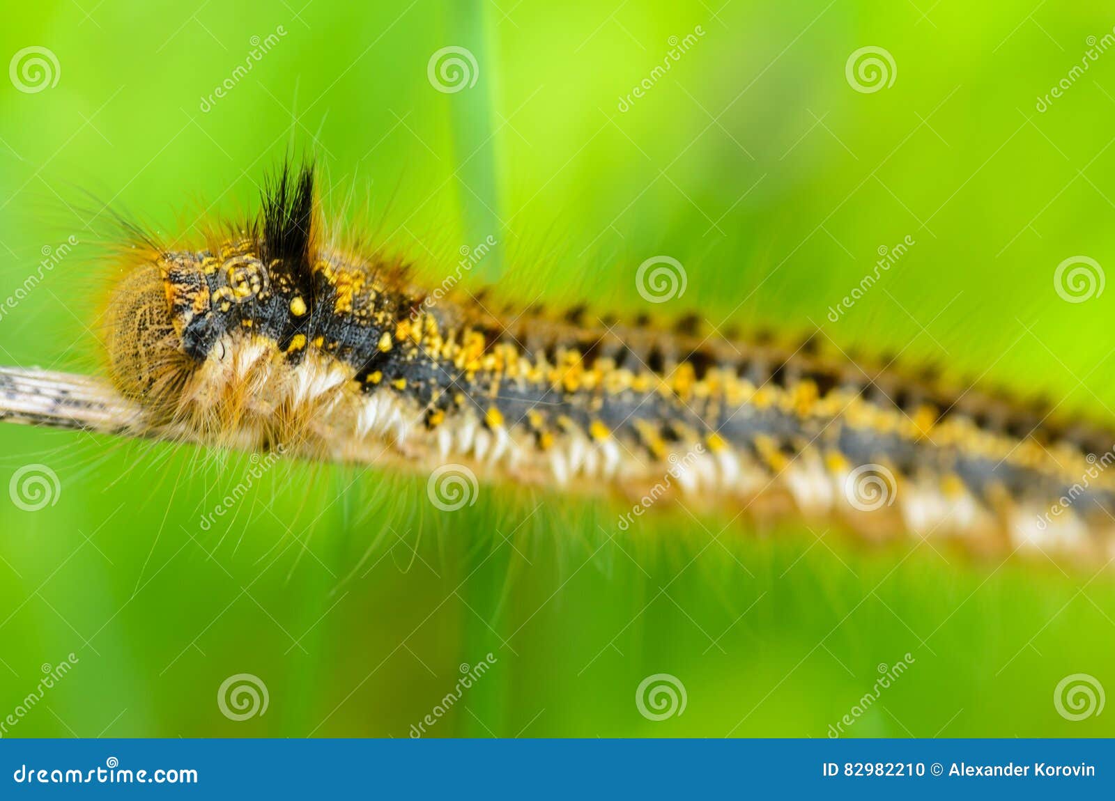 Butterfly Silkworm Cocoon Silk Worm Three Stages RoyaltyFree Stock
