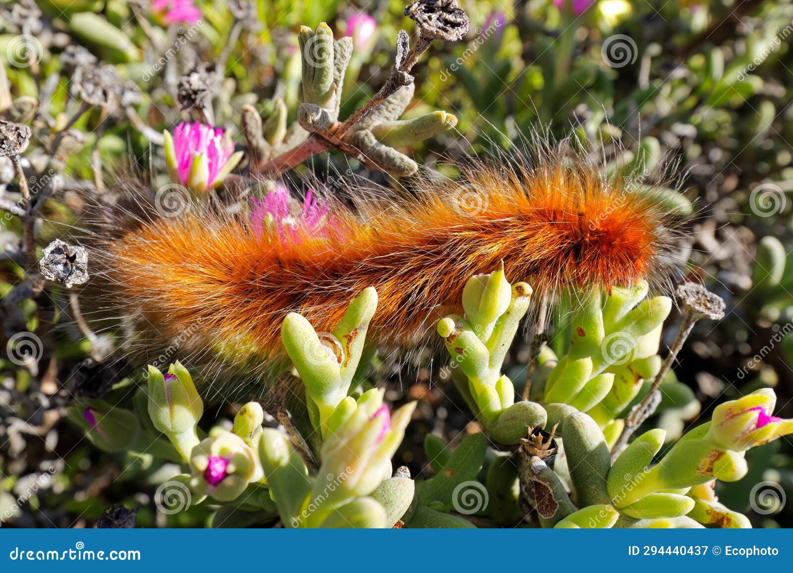 Hairy Caterpillar on a Plant, South Africa Stock Image Image of closeup, biology 294440437