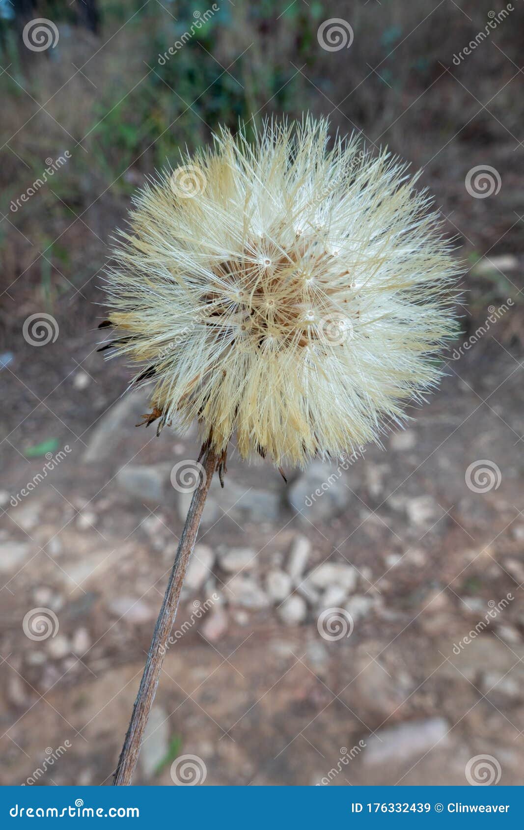 Hairy Cats Ear Dandelion Flower Stock Photo 215466756