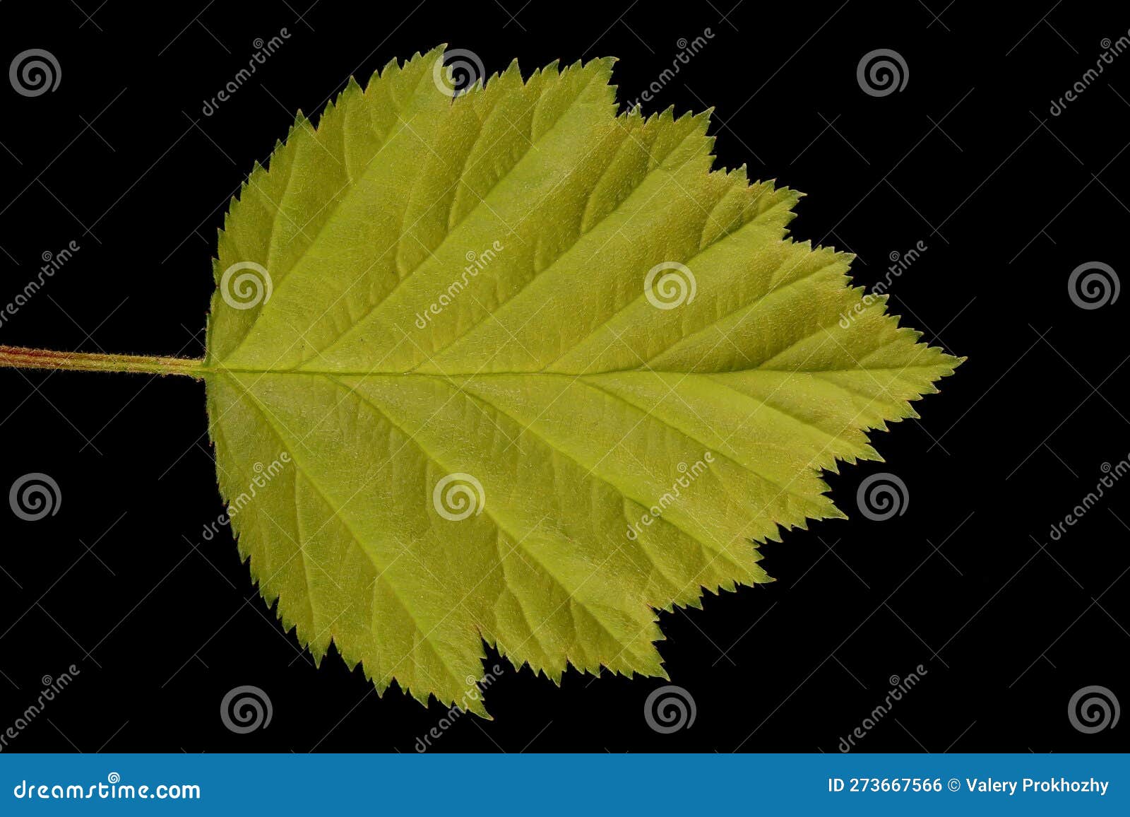 hairy cockspurthorn (crataegus submollis). leaf closeup