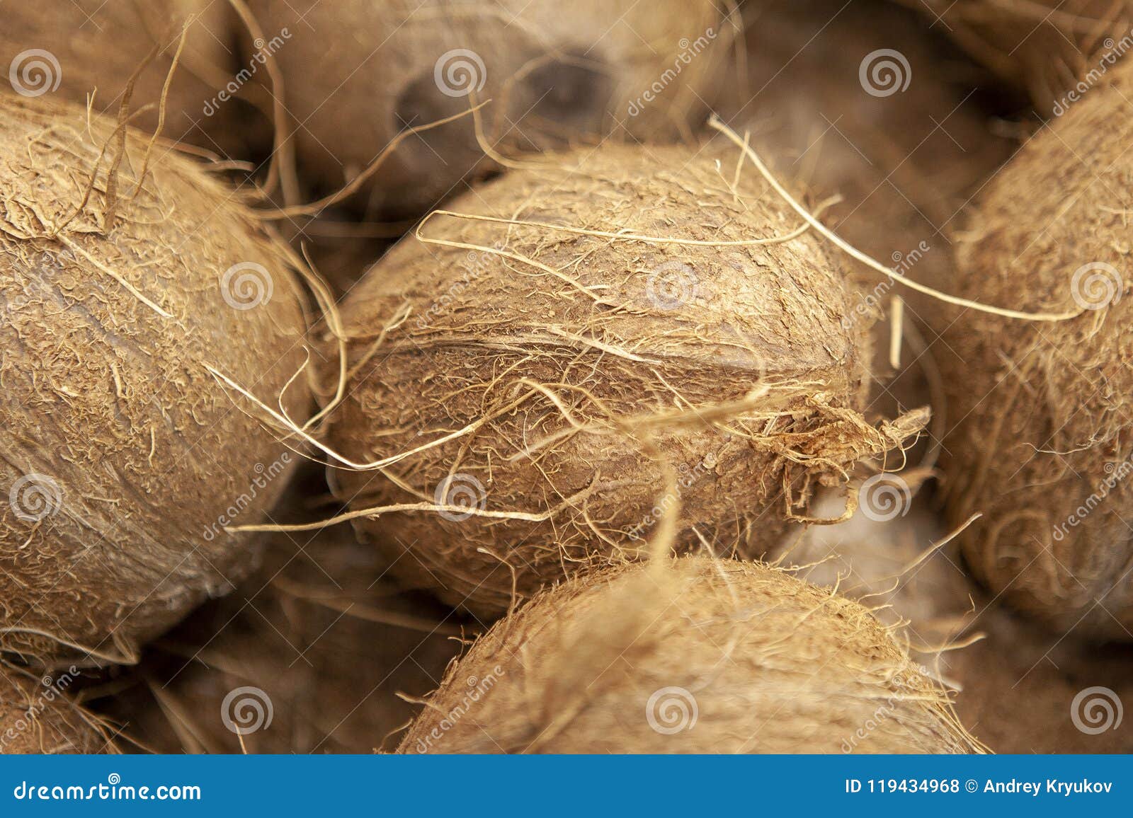 Hairy Coconuts Laid Out in a Display Case. Stock Photo Image of