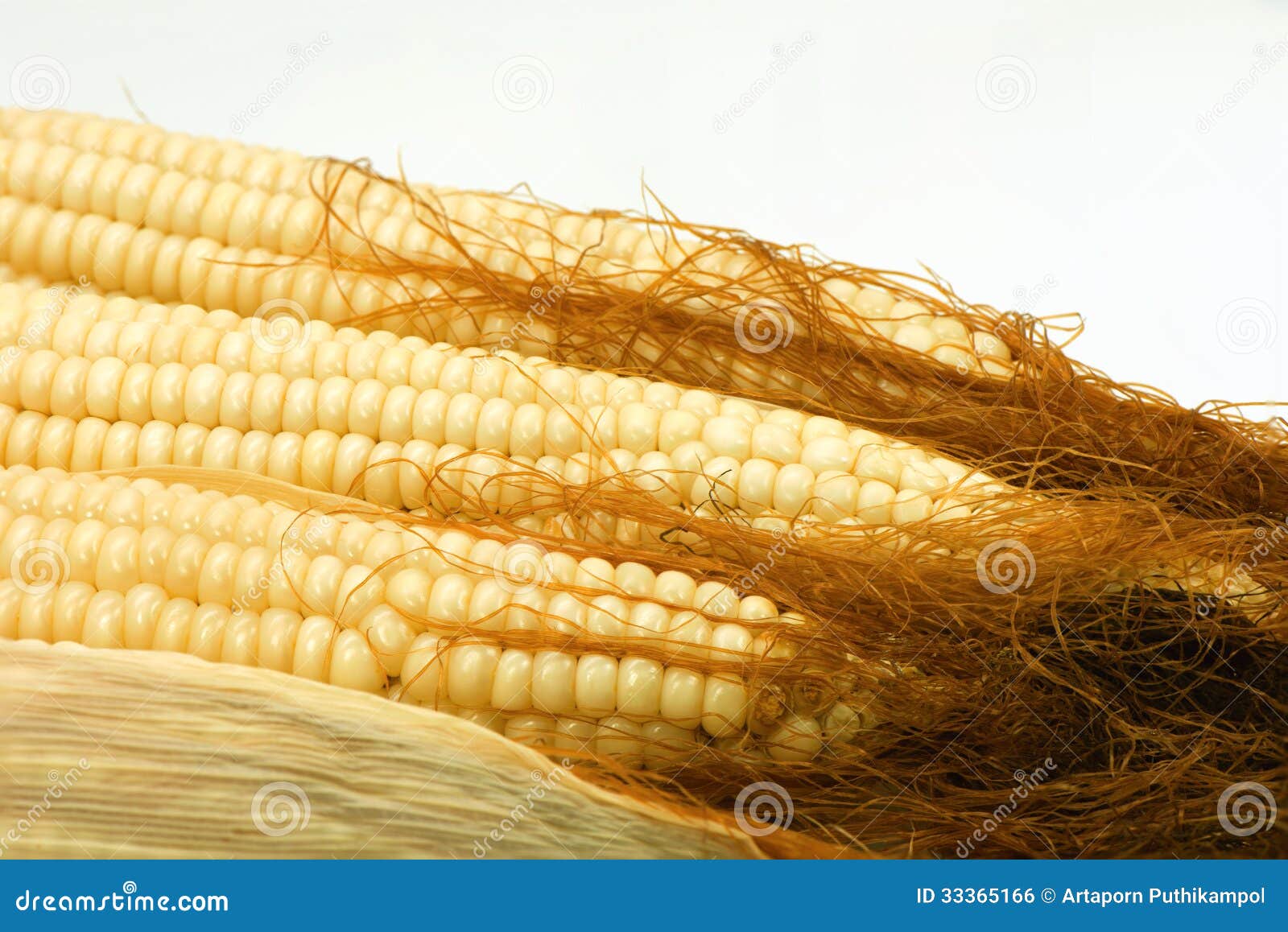 Hairy corn stock photo. Image of agriculture, farm, farming 33365166