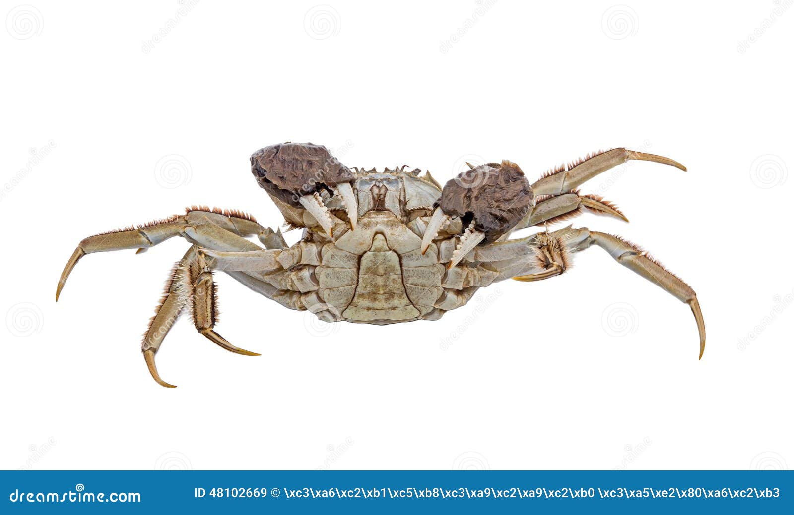 Hairy Crabs Raised Claws Isolated on White Stock Image - Image of life ...