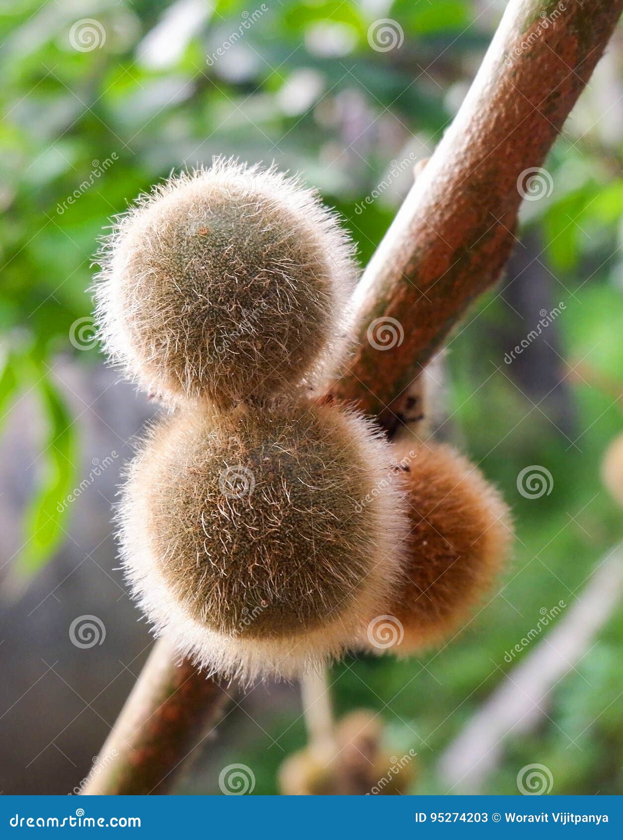 Hairyfruited eggplant stock image. Image of ferox, fruit 95274203