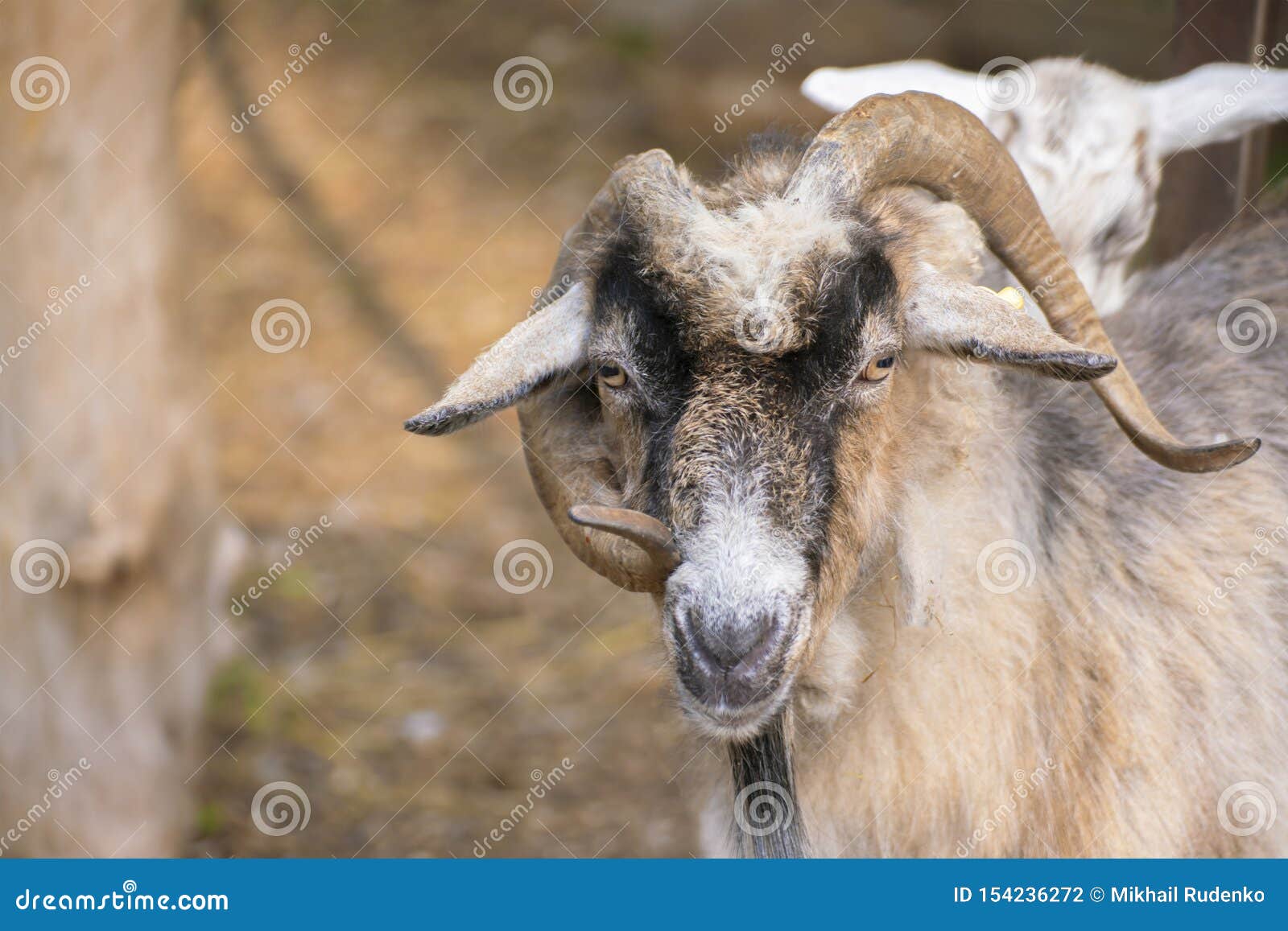 Hairy Goat Portrait with Curly Horns in the Zoo, Mammal Animals Stock Photo  - Image of farm, horn: 154236272