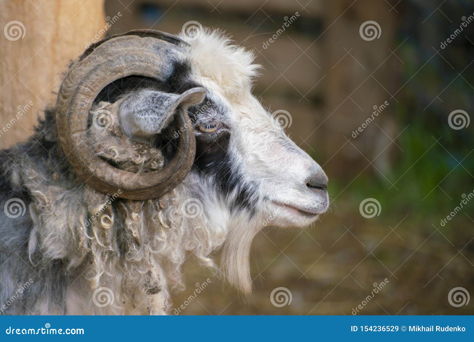 Hairy Goat Portrait with Curly Horns in the Zoo, Mammal Animals Stock Image  - Image of horn, field: 154236529