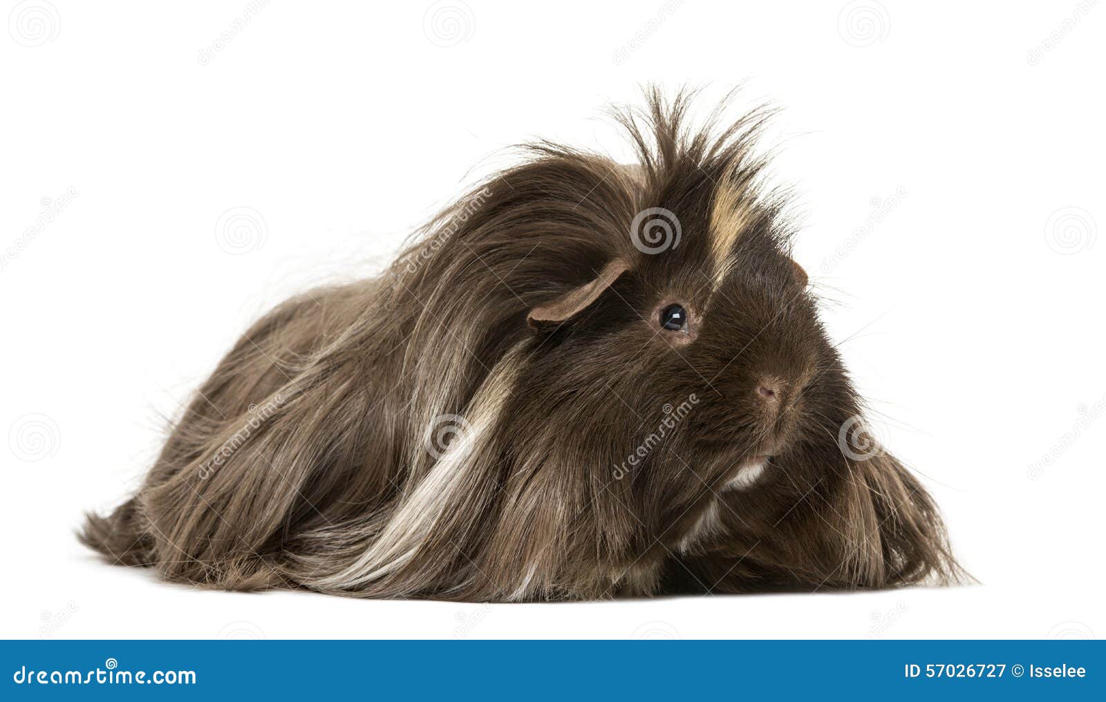 Hairy Guinea pig lying stock image. Image of hair, long 57026727