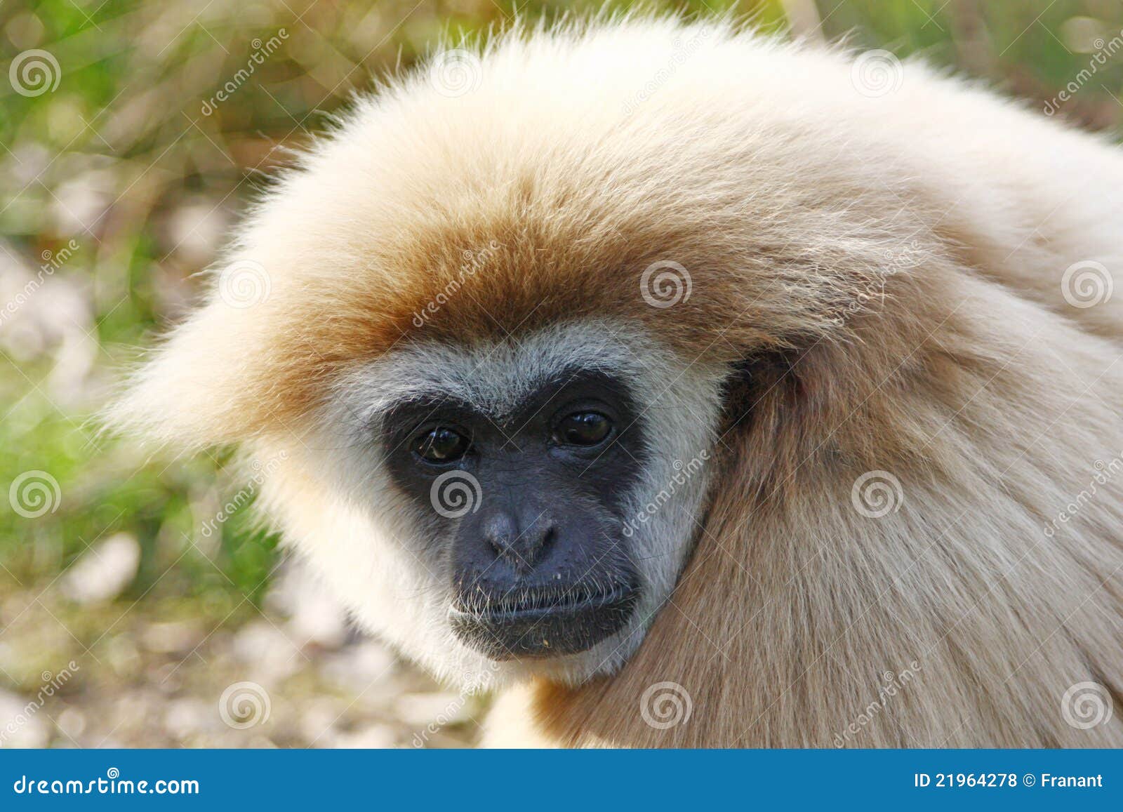 Hairy Monkey Black Langur Animal Royalty Free Stock Photos Image
