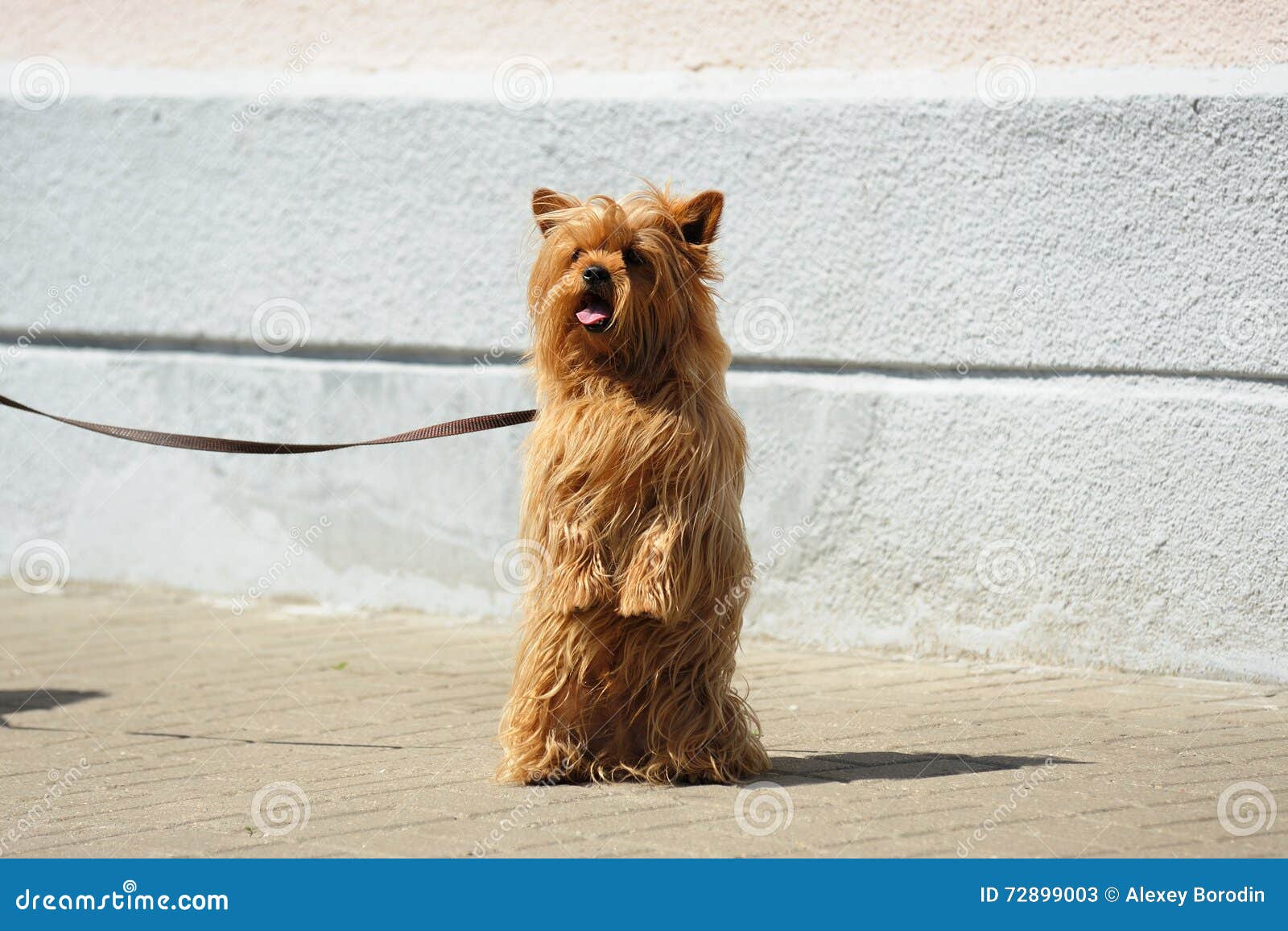Hairy Mug Dog on Leash Standing on Hind Legs Stock Image Image of