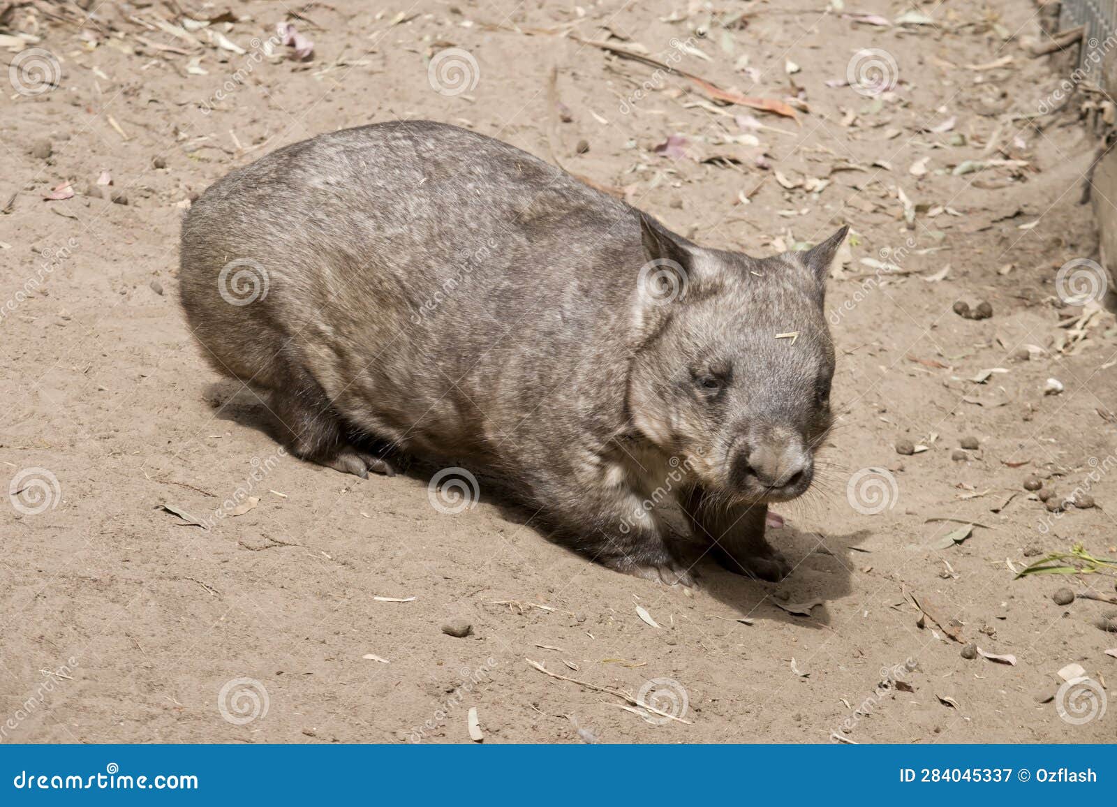 the hairy nose wombat is walking down a hill