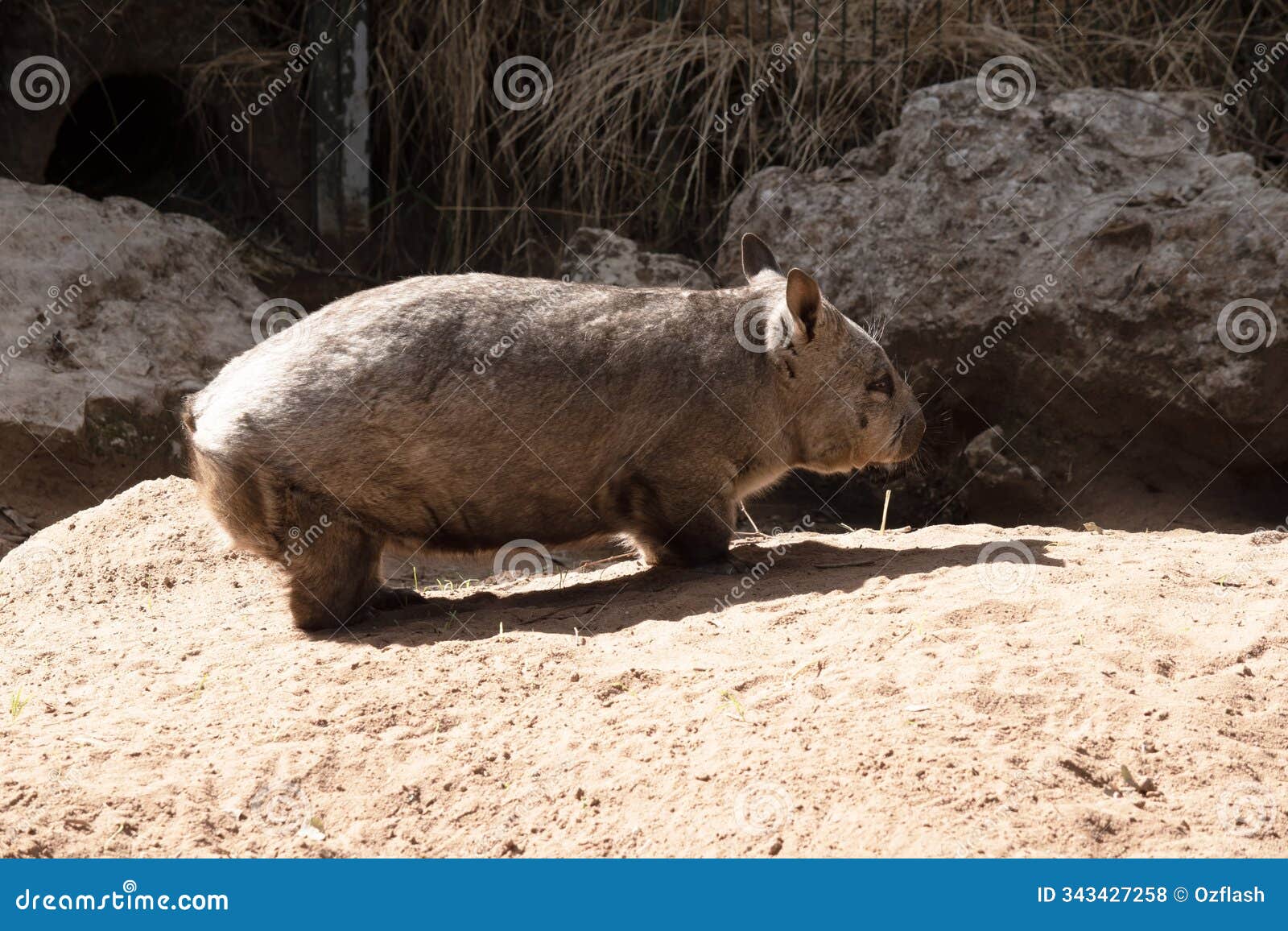 this is a side view of a wombat