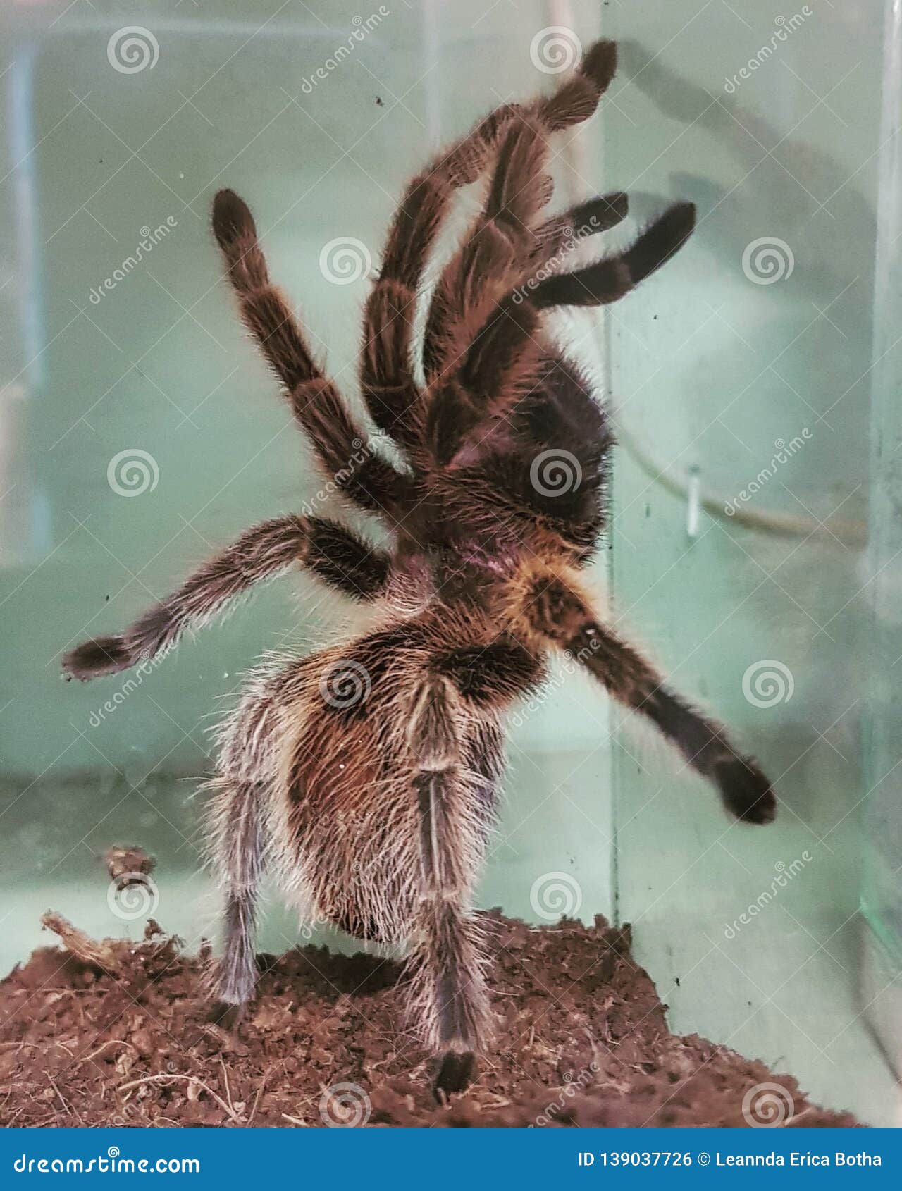 Tarantula stock photo. Image of standing, back, brown 139037726