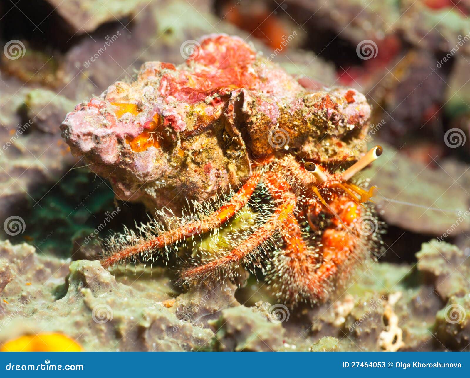 Red Hairy Hermit Crab 63