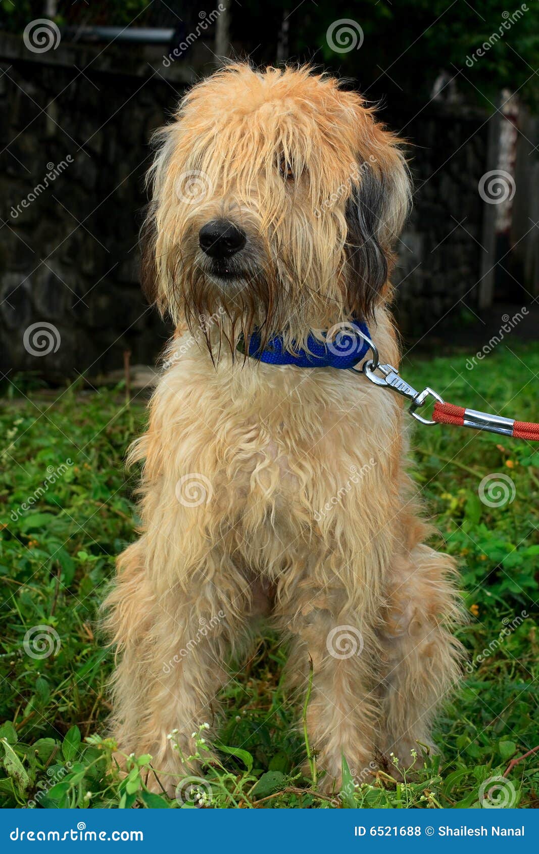 hairy sheep dog