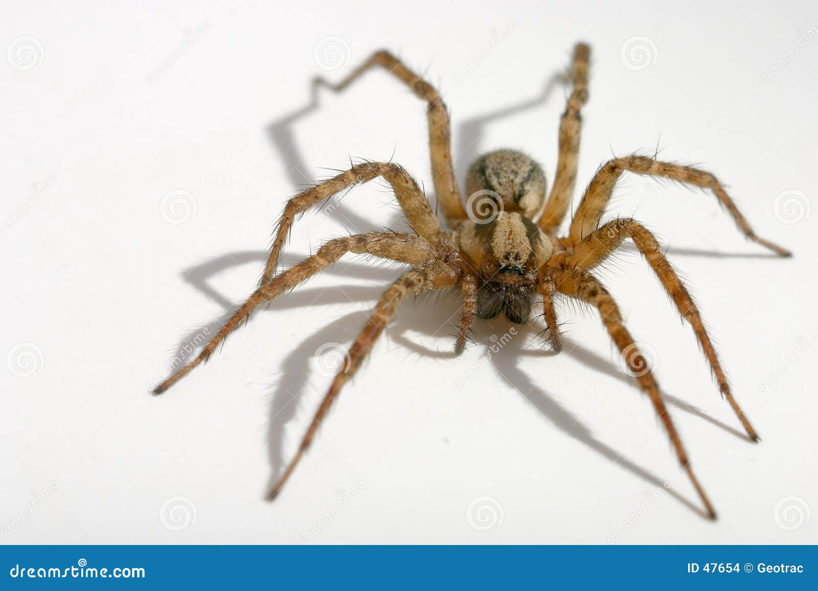 Hairy spider stock photo. Image of arachnophobia, legs, spider 47654