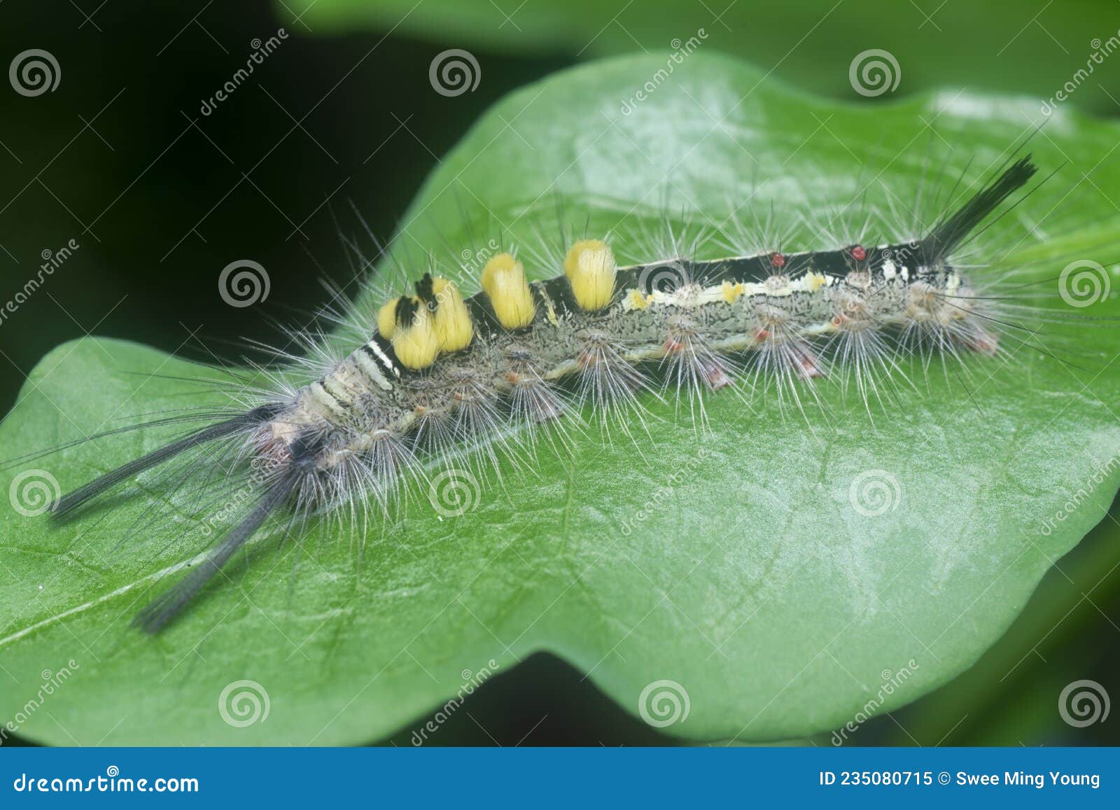 Hairy Tussock Moth Larvae Caterpillar On The Leaves Stock Image Image