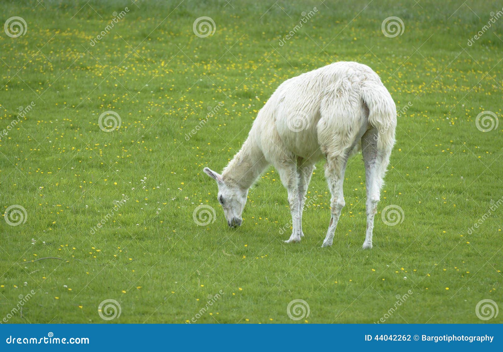 Hairy White Alpaca Eating Grass Stock Photo Image of hair, branch