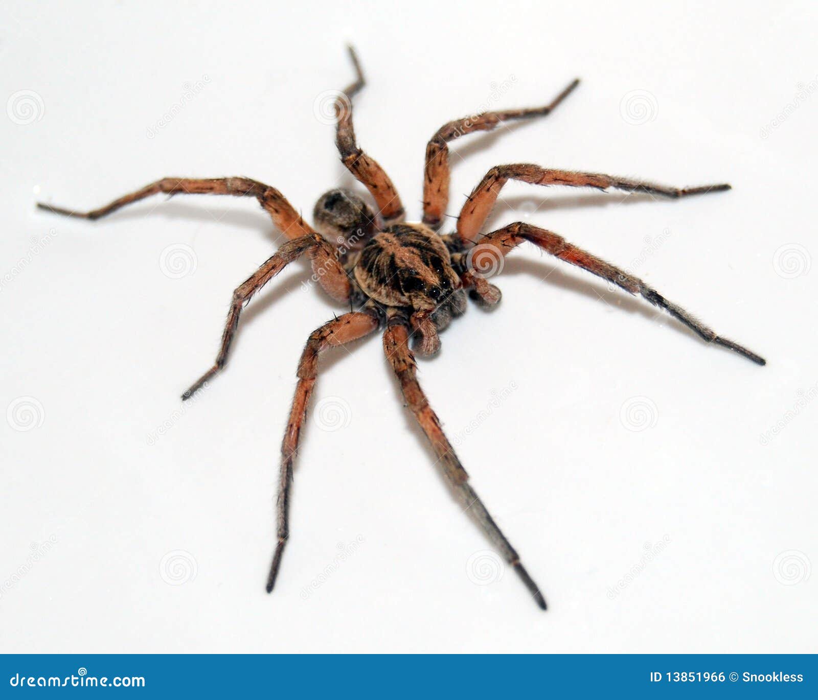 albino wolf spider