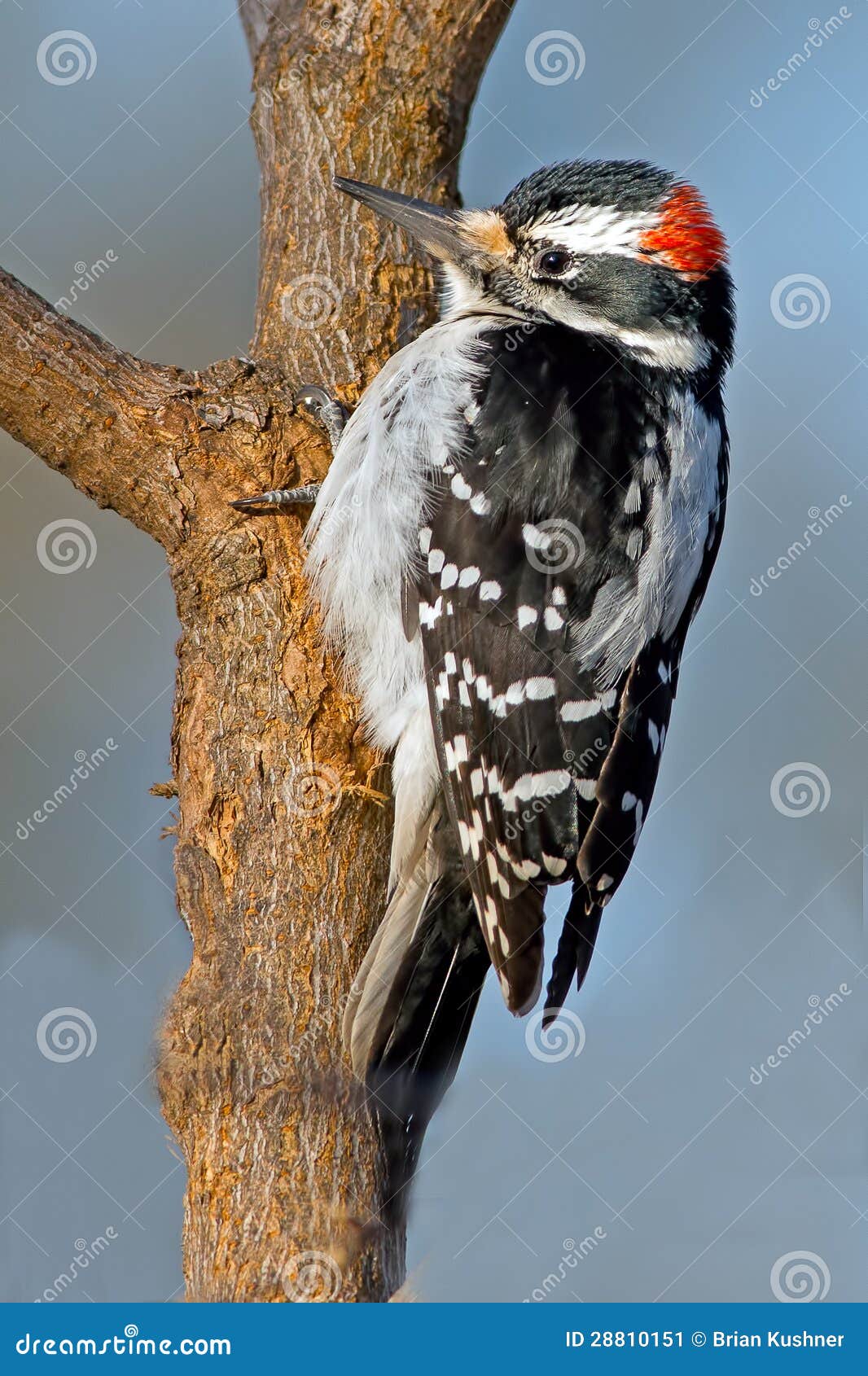 Hairy Woodpecker stock image. Image of feeder, avian - 28810151