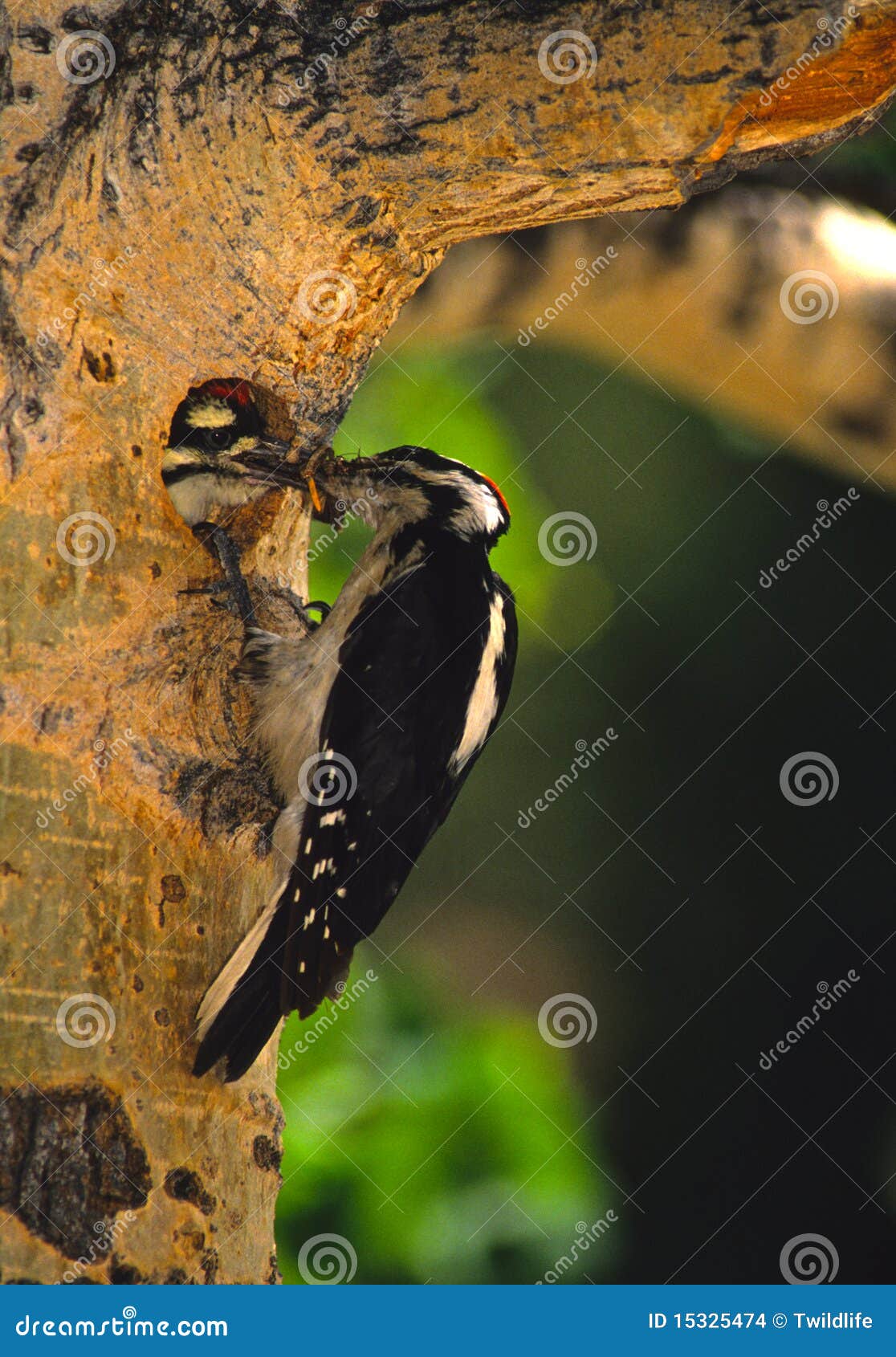 Hairy Woodpecker at Nest Cavity Stock Photo - Image of nest, hairy