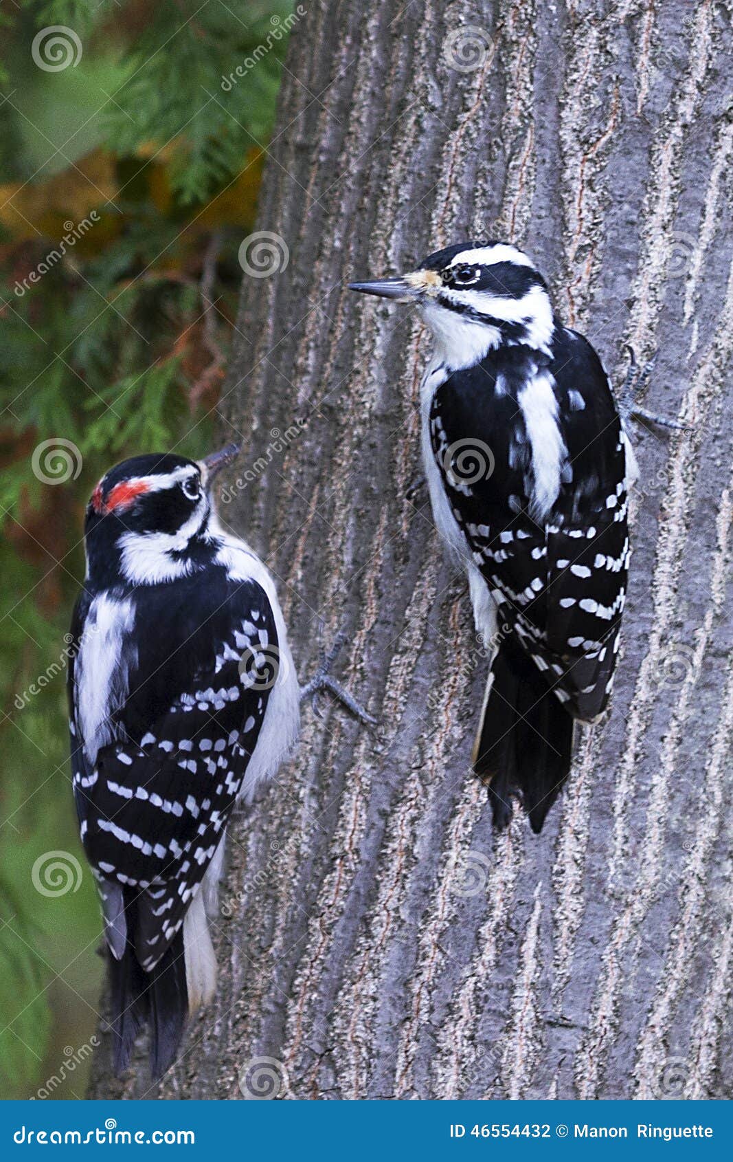 female and male downy woodpecker