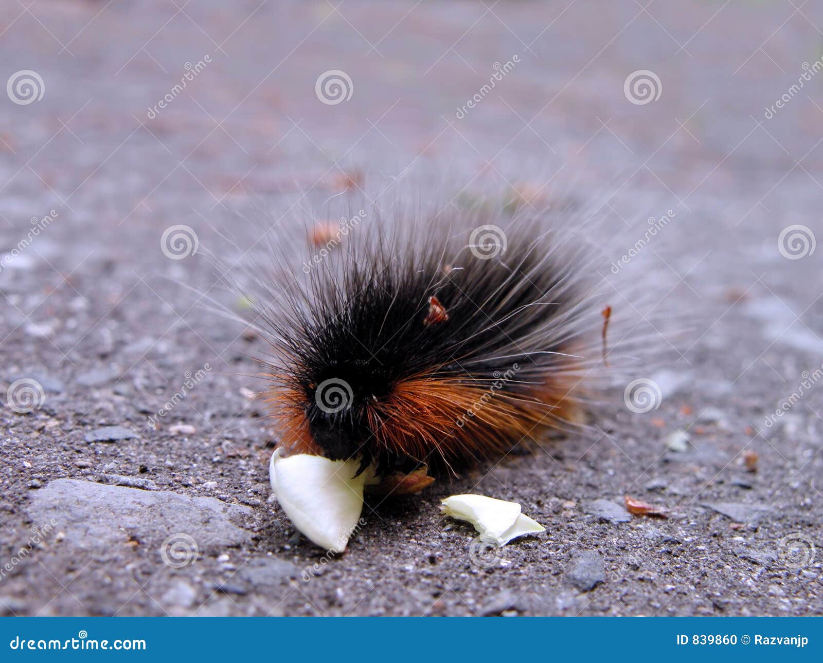 Hairy worm stock photo. Image of caterpillar, worm, wildlife 839860