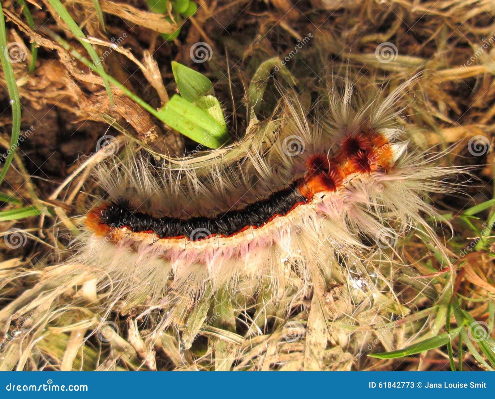 Hairy Worm. stock image. Image of nature, hair, bite 61842773