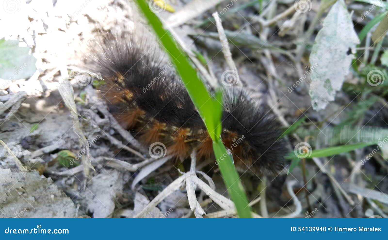 Hairy worm stock photo. Image of hidden, worm, hairy 54139940