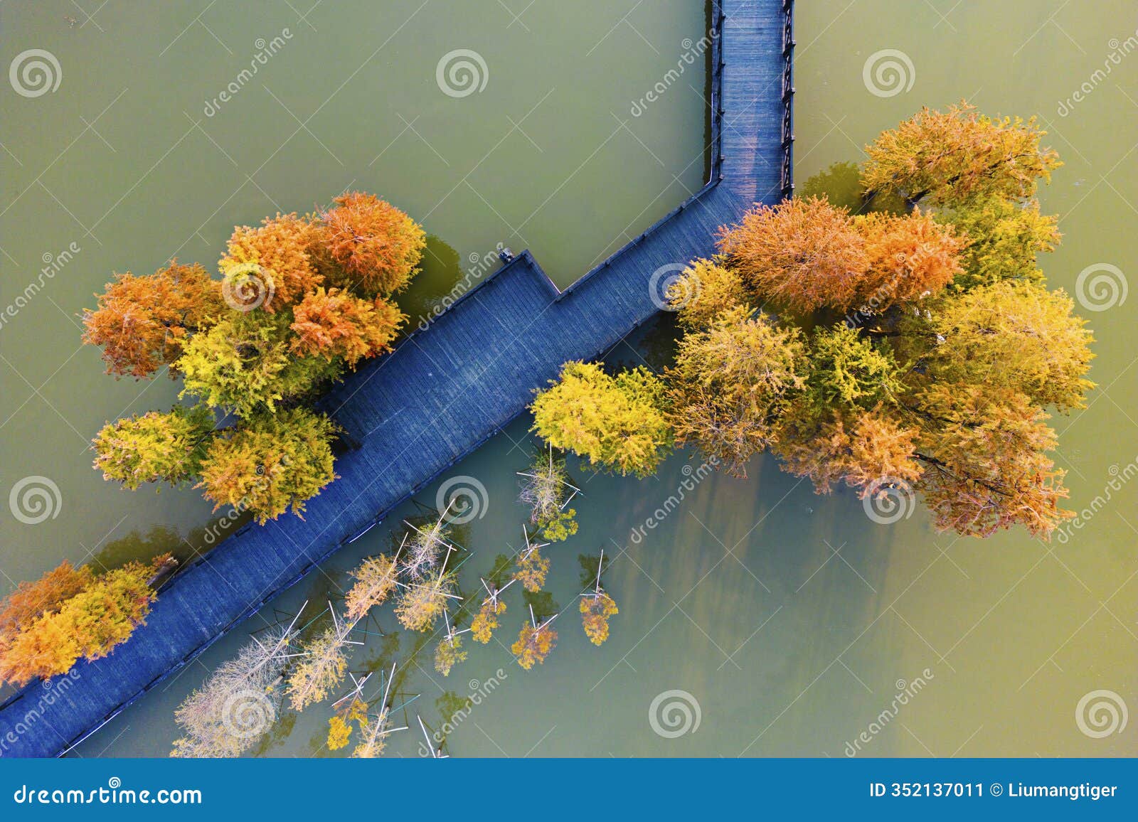 the water boardwalk and taxodium distichum of hai zhuhu park, guangzhou