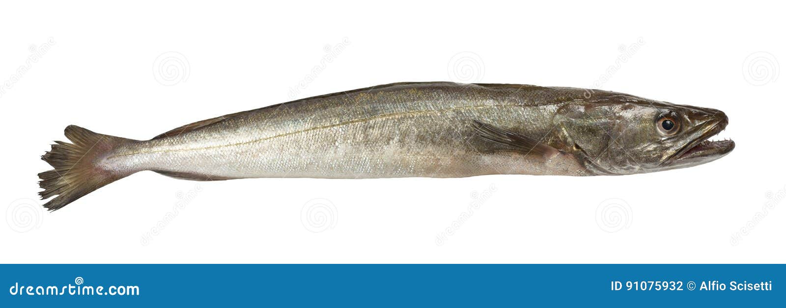 Hake fish isolated stock photo. Image of edible, nourishing 91075932