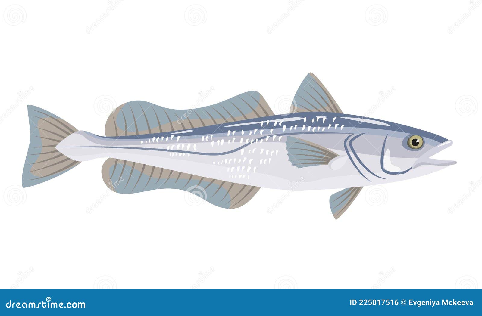 Hake Fish on White Background, Seafood Stock Vector Illustration of