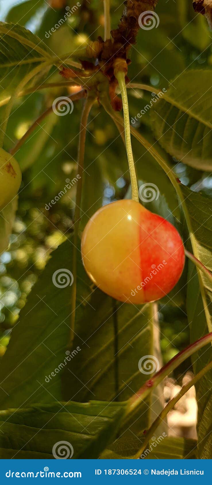 Halbe cherry garten may stock photo. Image of flower 187306524