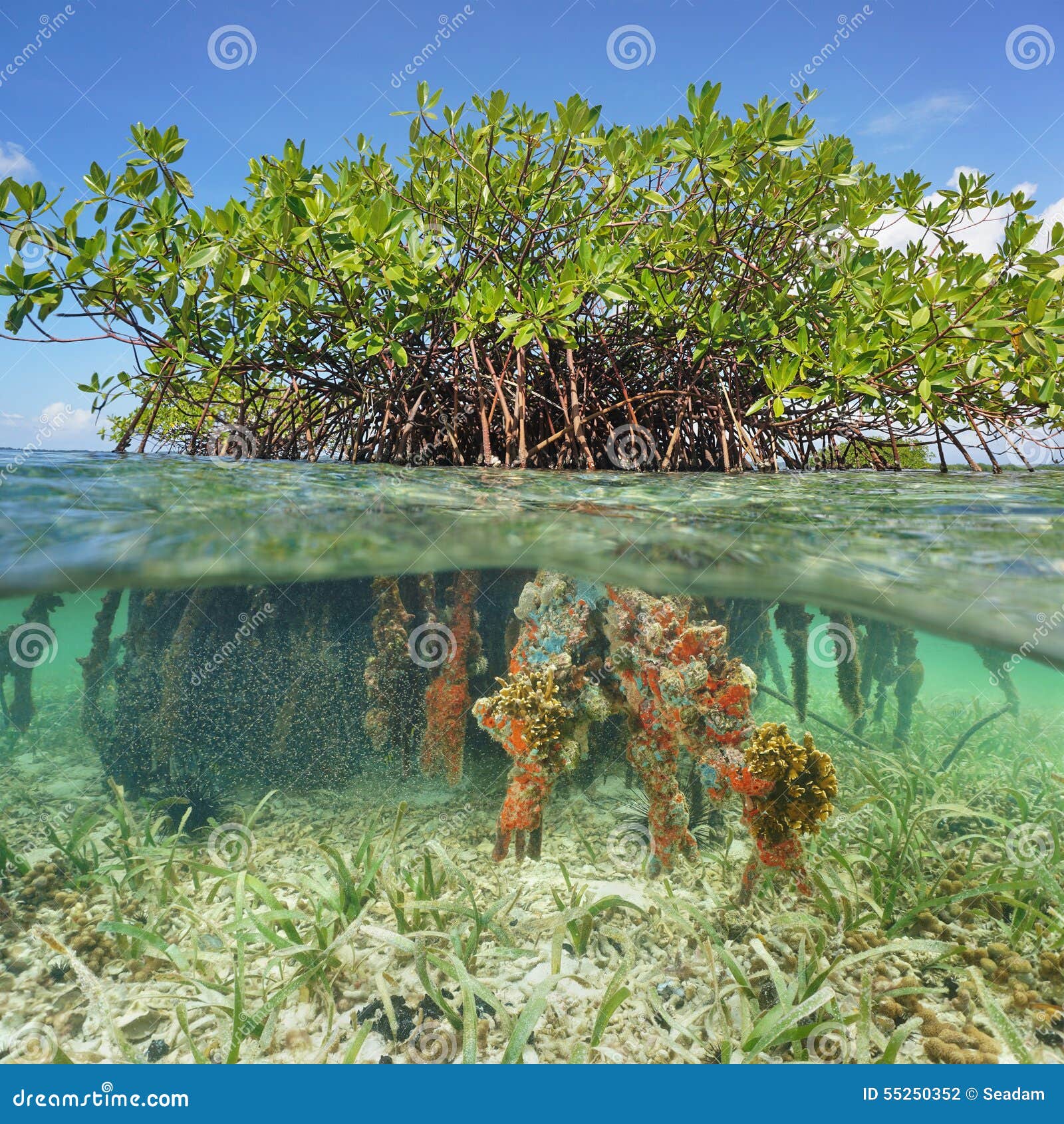 Half Above and Underwater Mangrove Tree Roots Stock Photo - Image of