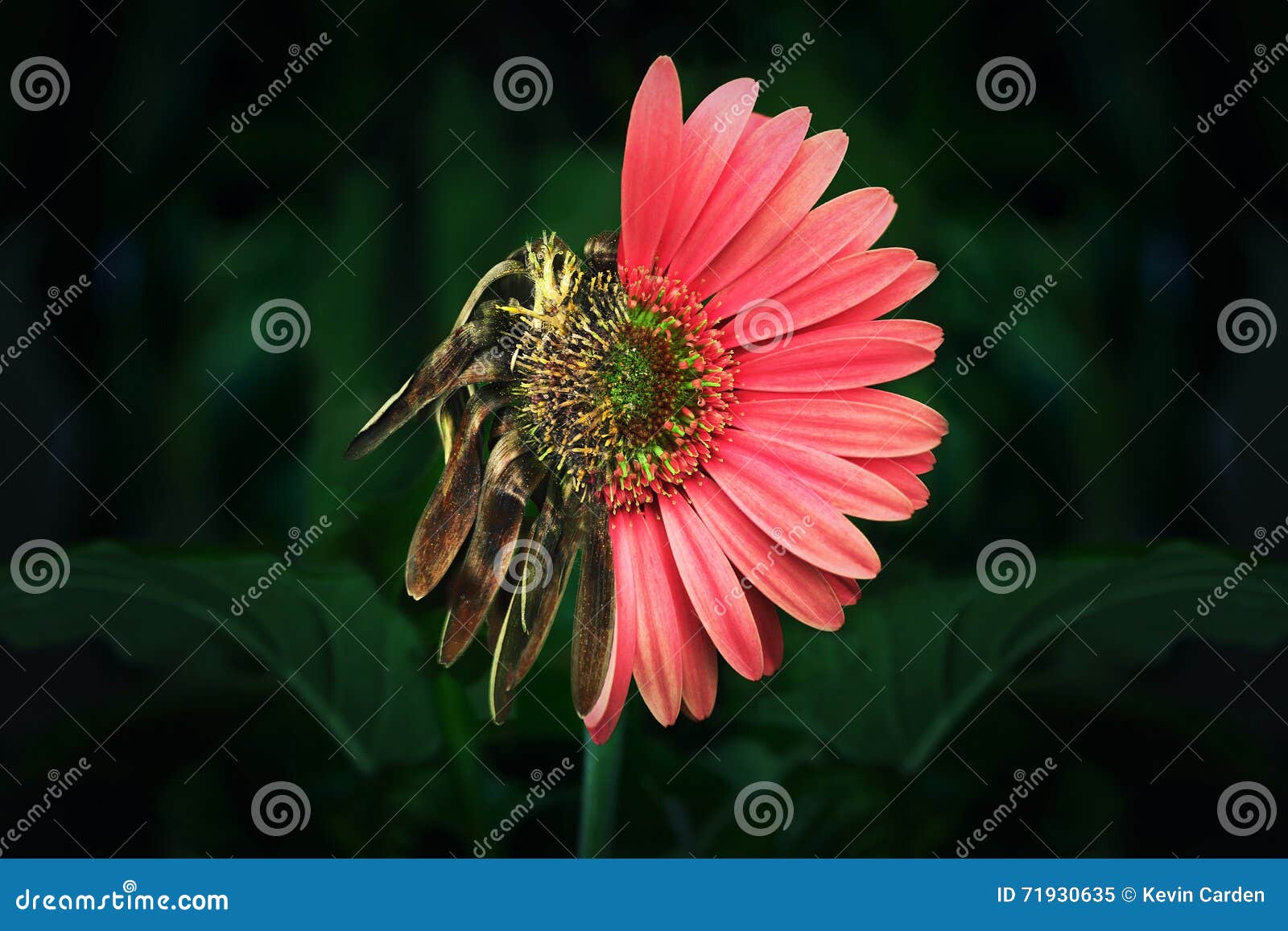 Half alive and half dead stock image. Image of daisy 71930635