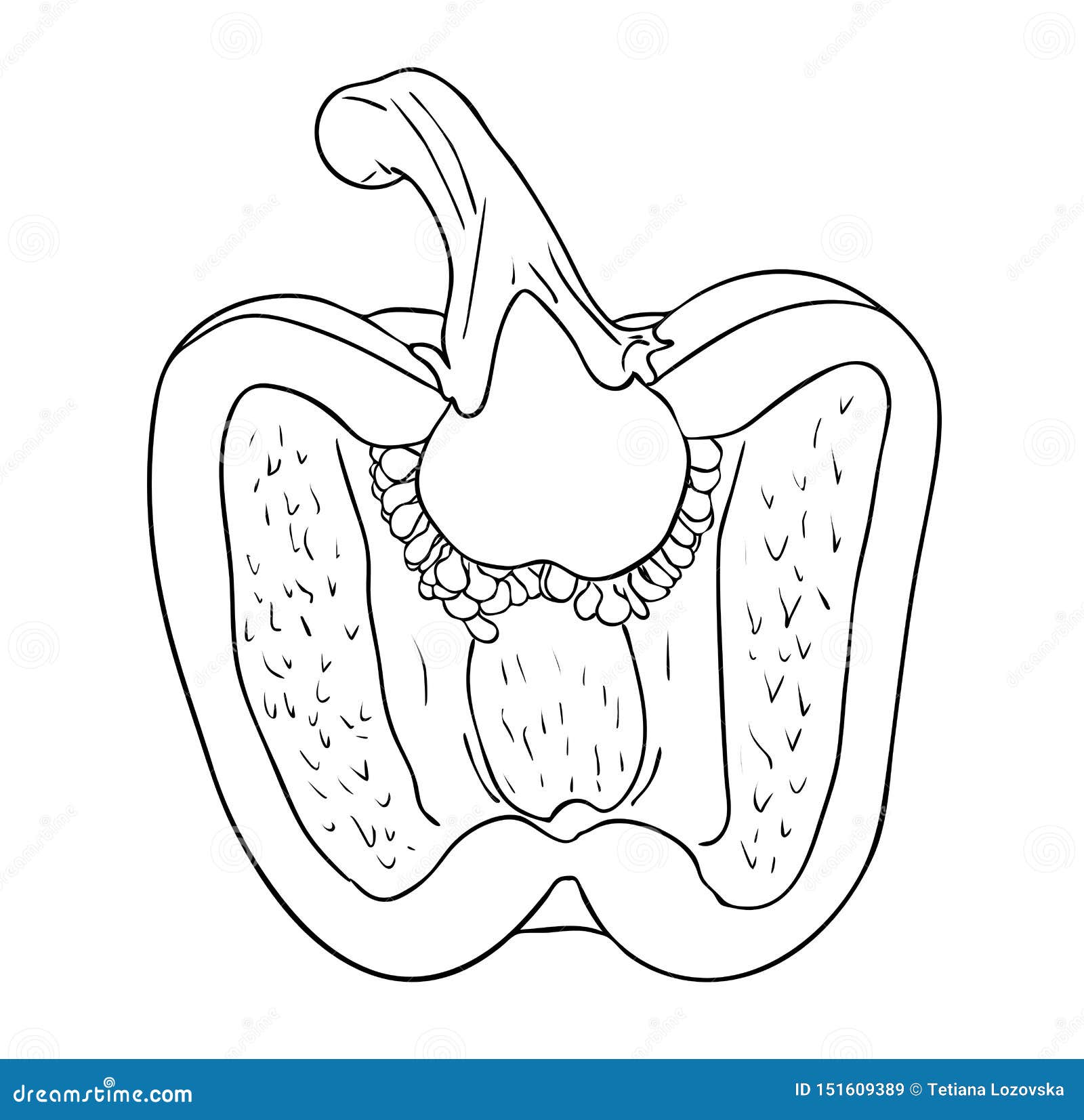 pix How To Draw A Pepper Cut In Half https www dreamstime com half bell pepper black white colors outline hand painted drawing vector illustration isolated image151609389