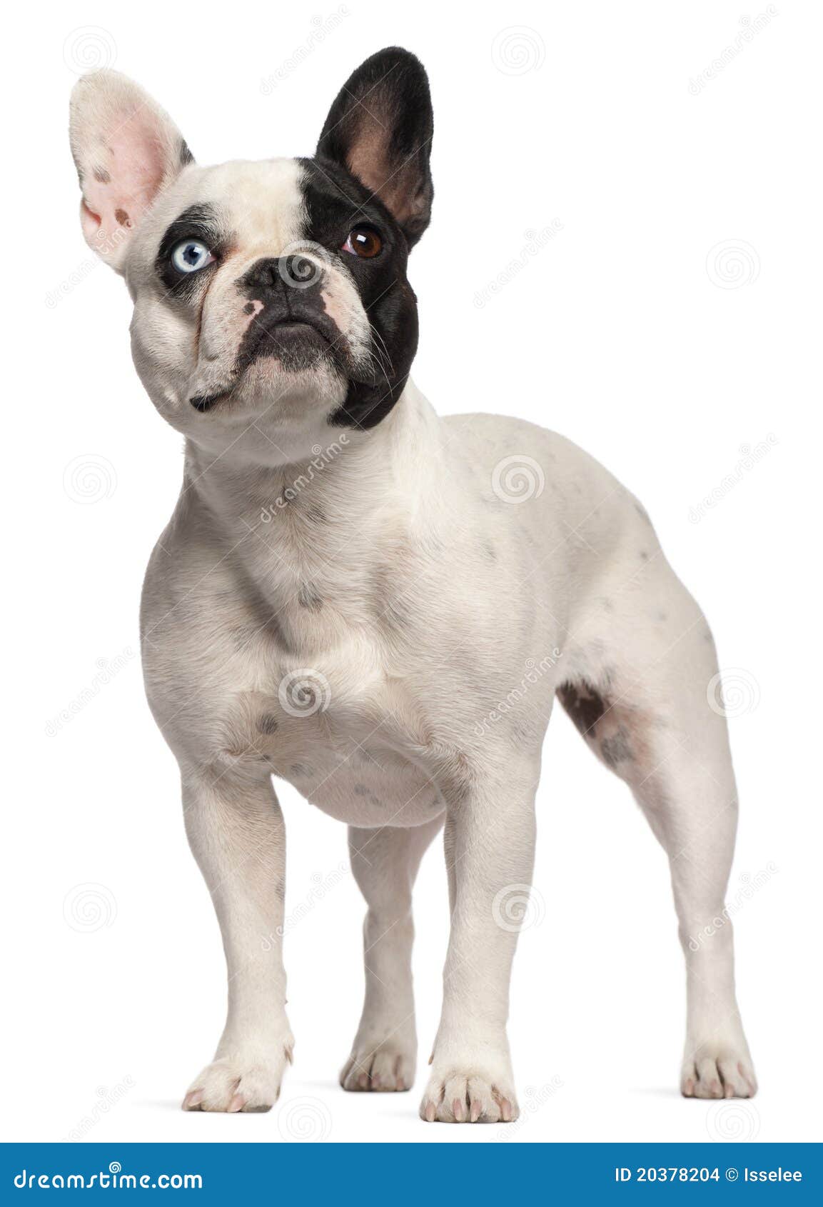 Half Blind French Bulldog, 2 Years Old, Standing Stock Photo - Image of ...