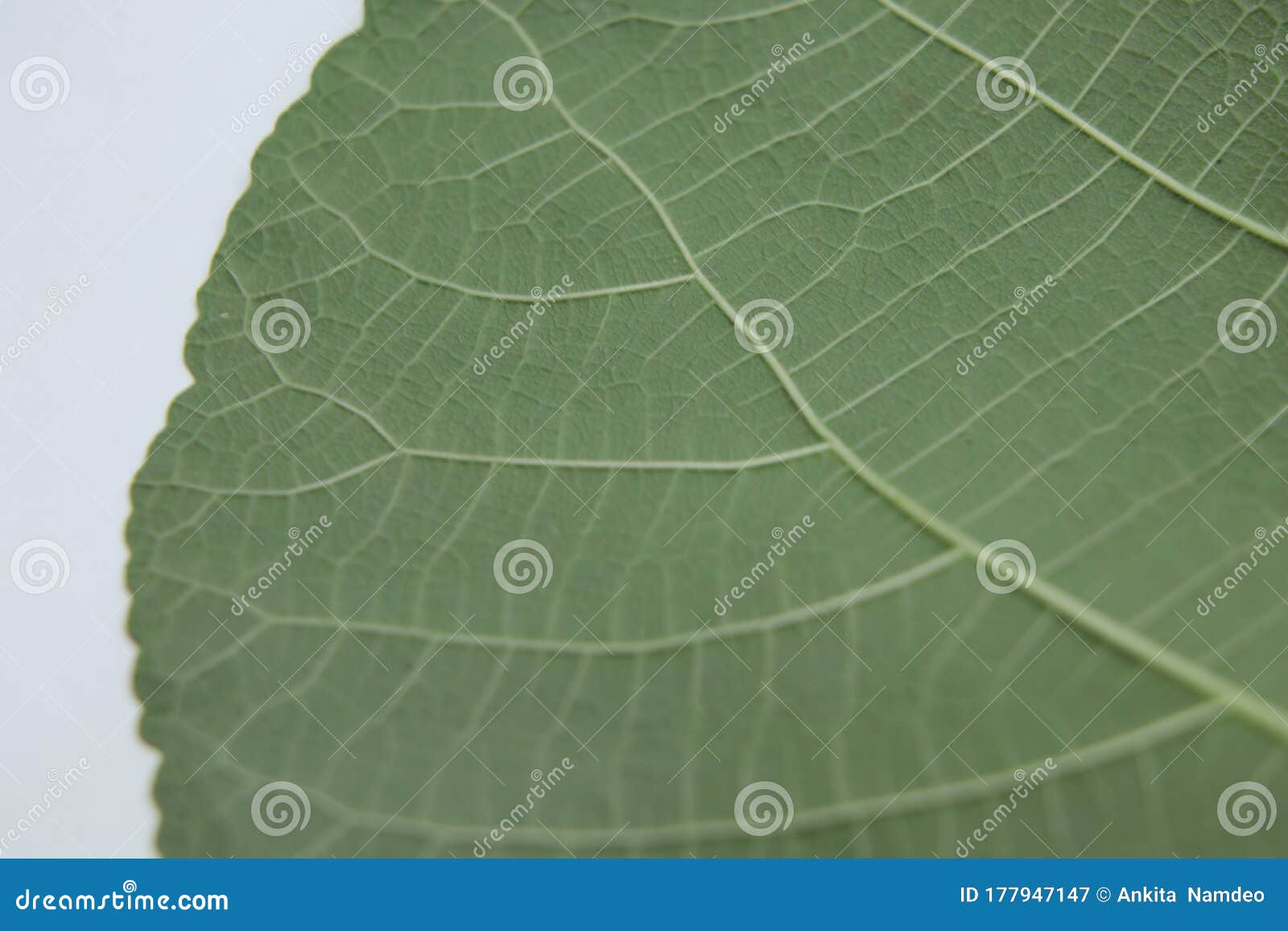 Half cut fig tree leaves stock image. Image of branch - 177947147