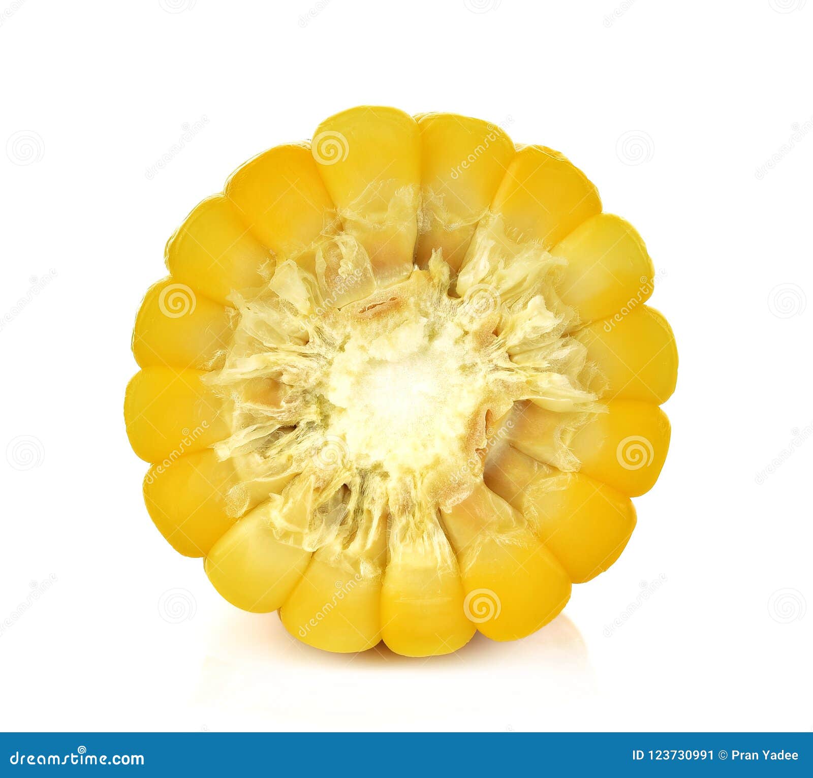 Half Cut of Raw Corn Isolated on White Background Stock Image Image