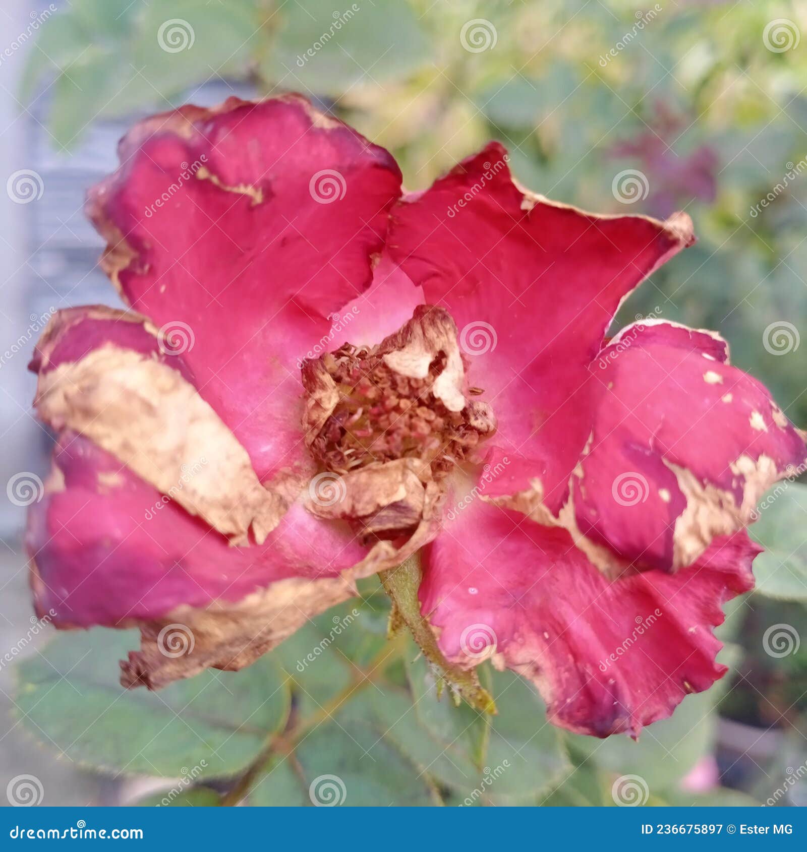 Half dried rose stock image. Image of rose, flower, petal 236675897