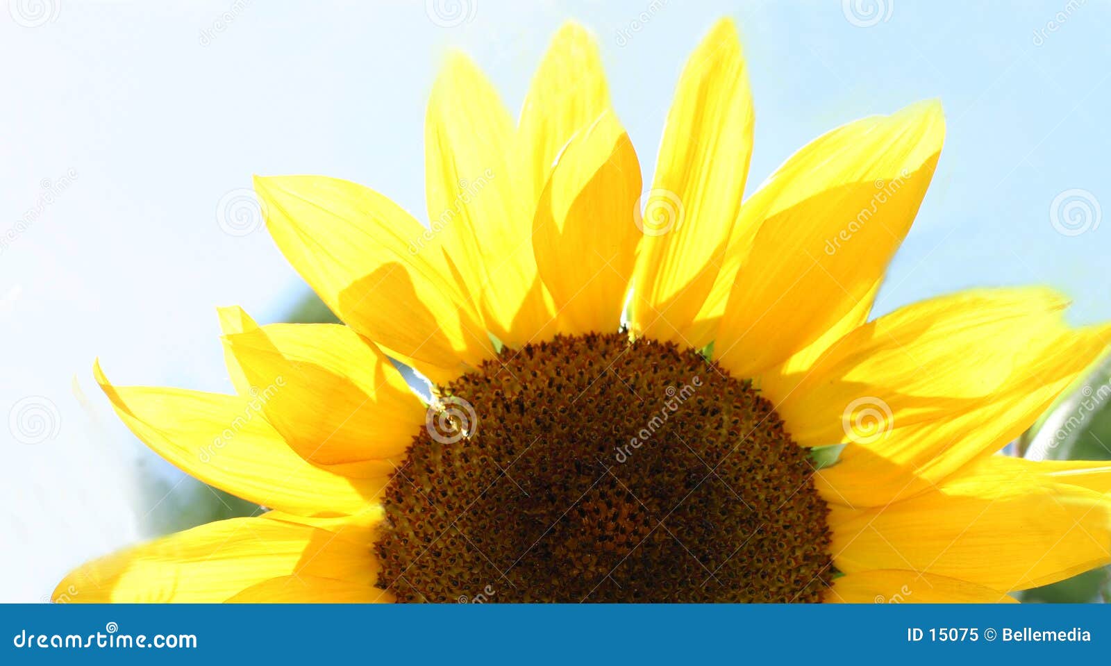 Half of a flower stock image. Image of orange, blue ...