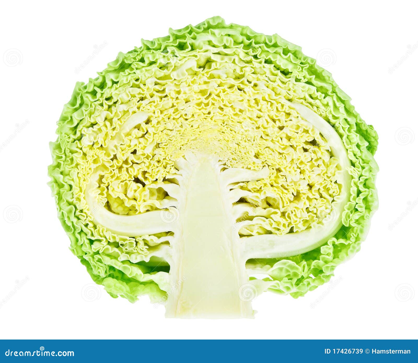 Half of Fresh Green Cabbage Head Stock Image Image of curly