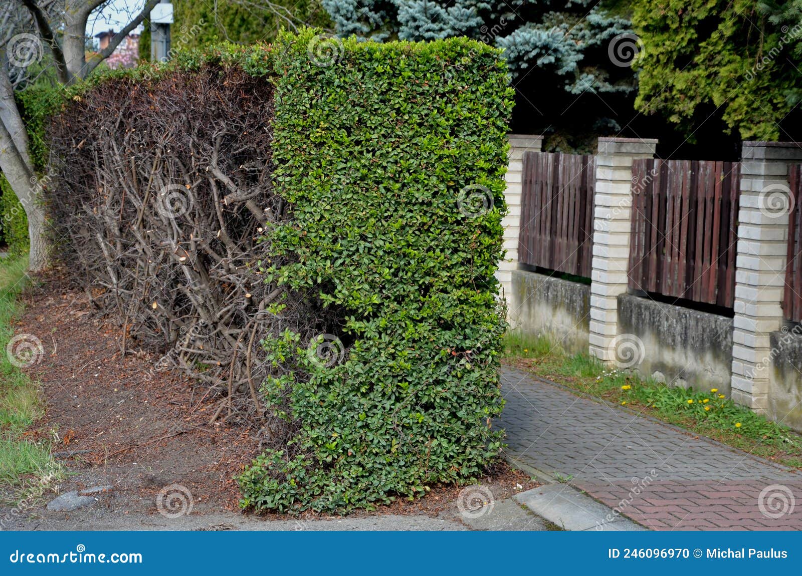 Half of the Hedge is Cut by a Hedge Trimmer. Contrast of Green Leaves ...